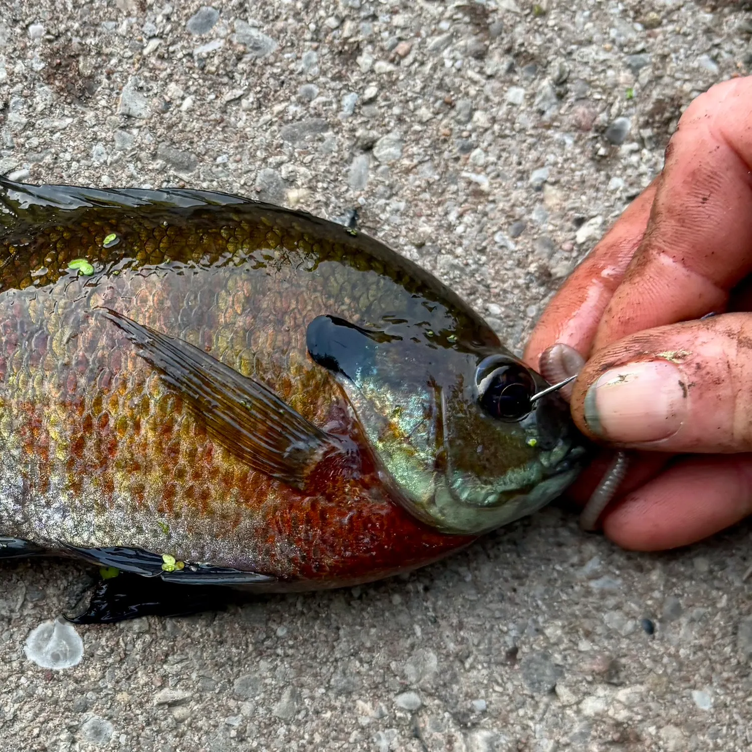 Bluegill caught on Fishbrain