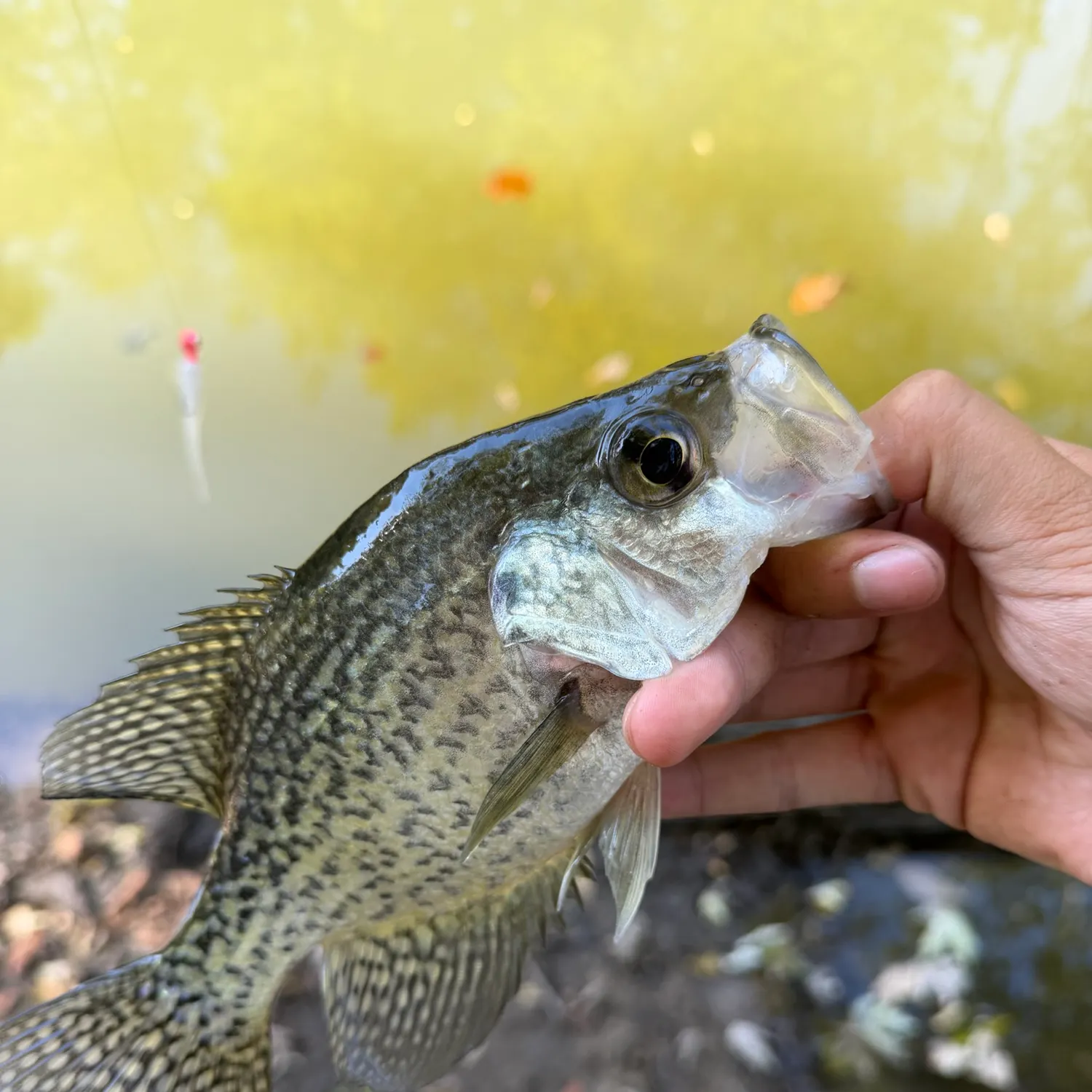 Black crappie caught on Fishbrain