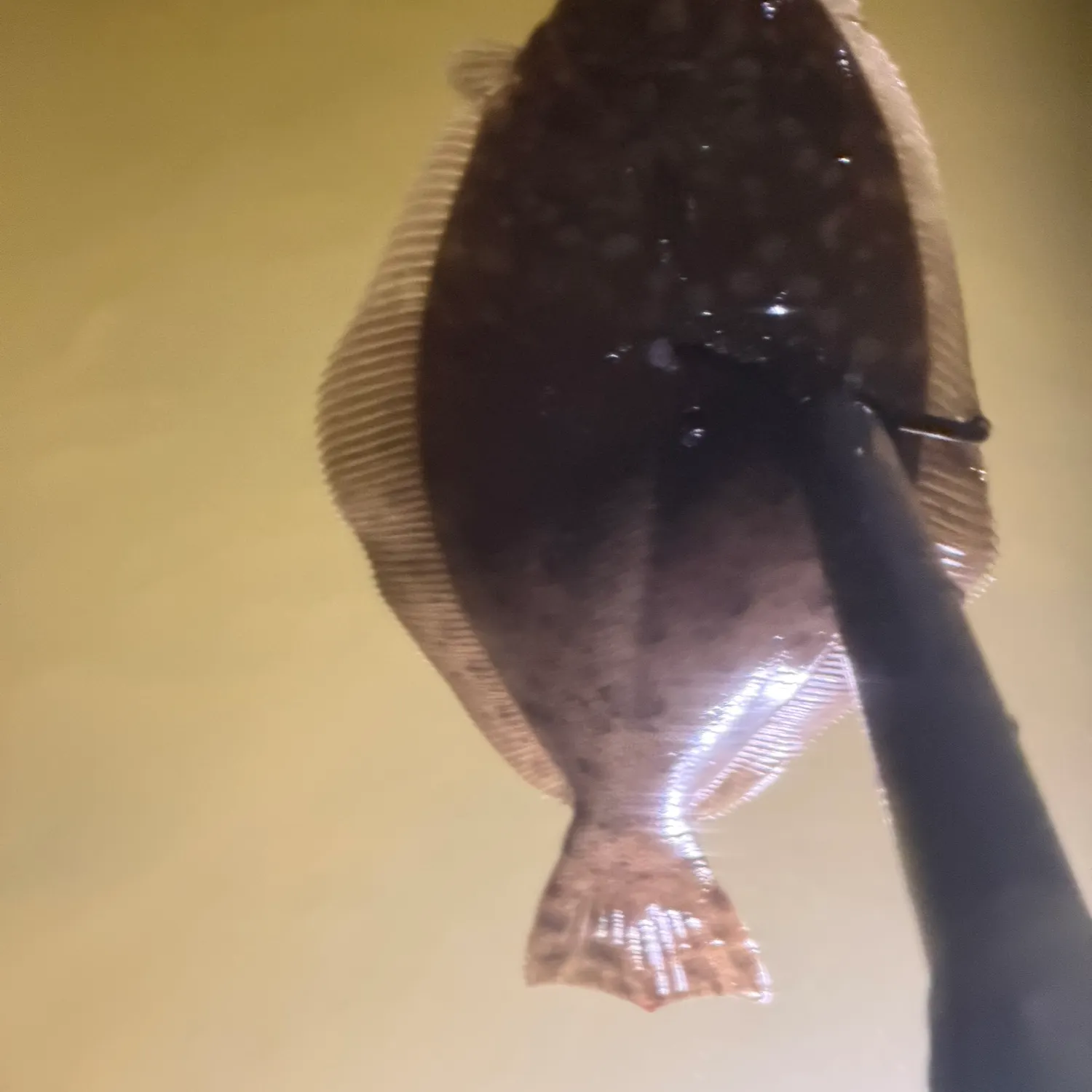Southern flounder caught on Fishbrain