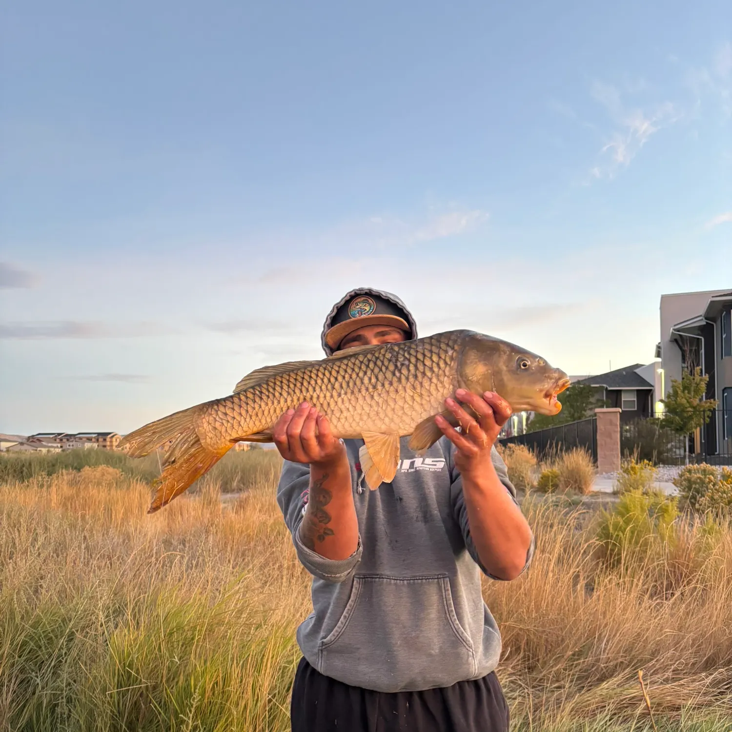 Common carp caught on Fishbrain