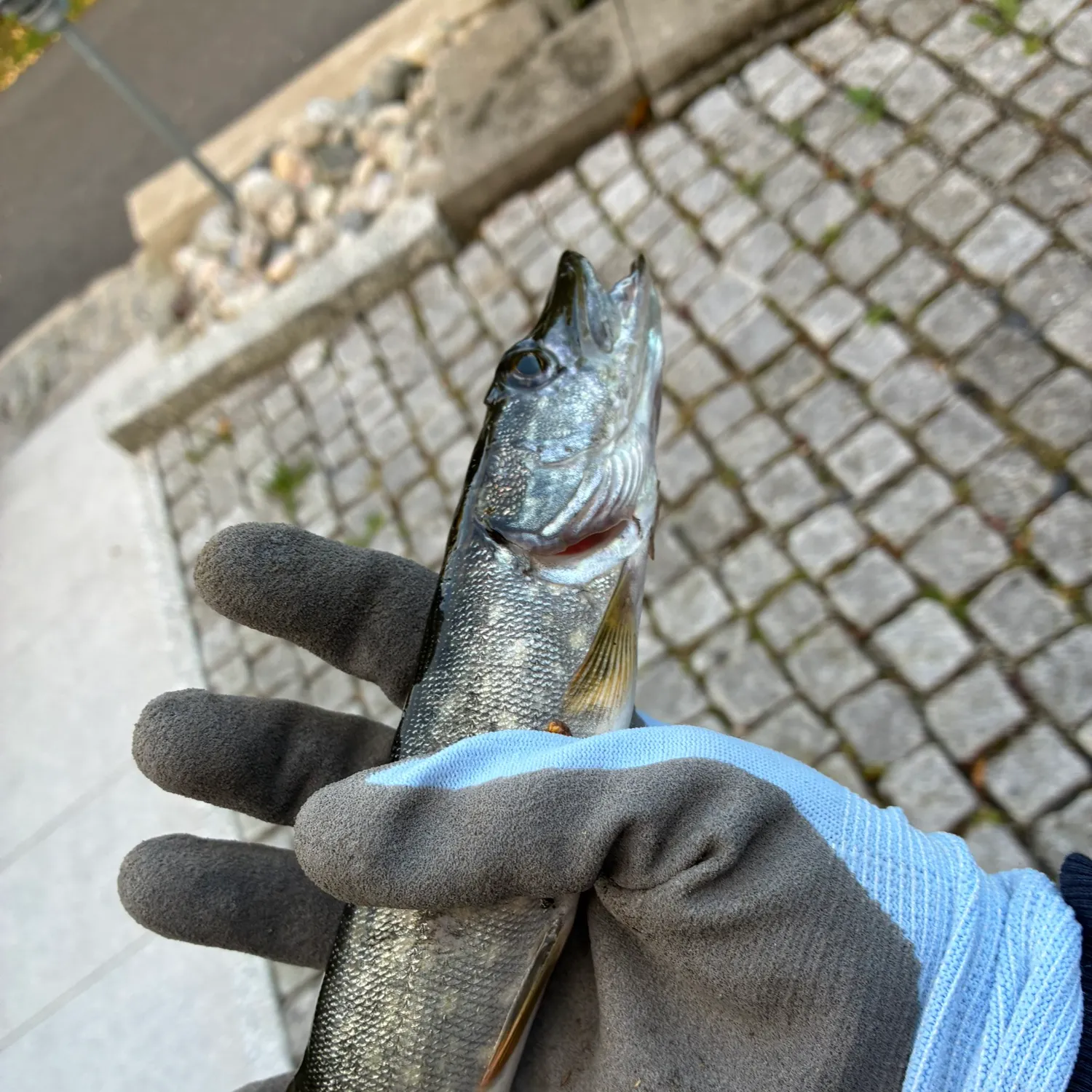 Northern pike caught on Fishbrain