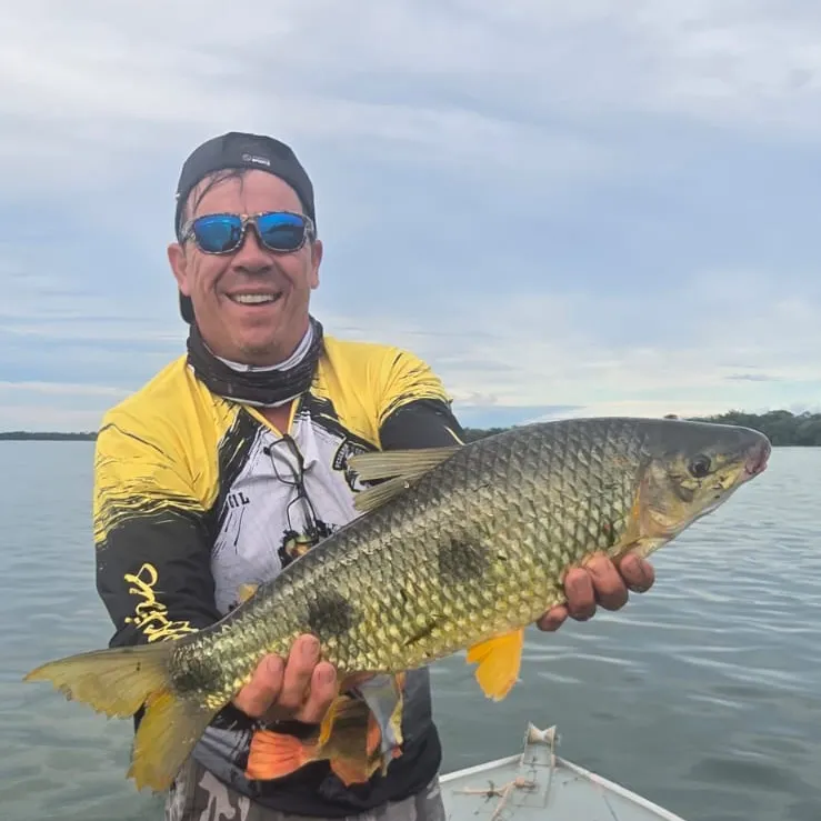 The most recent Boga catches on Fishbrain