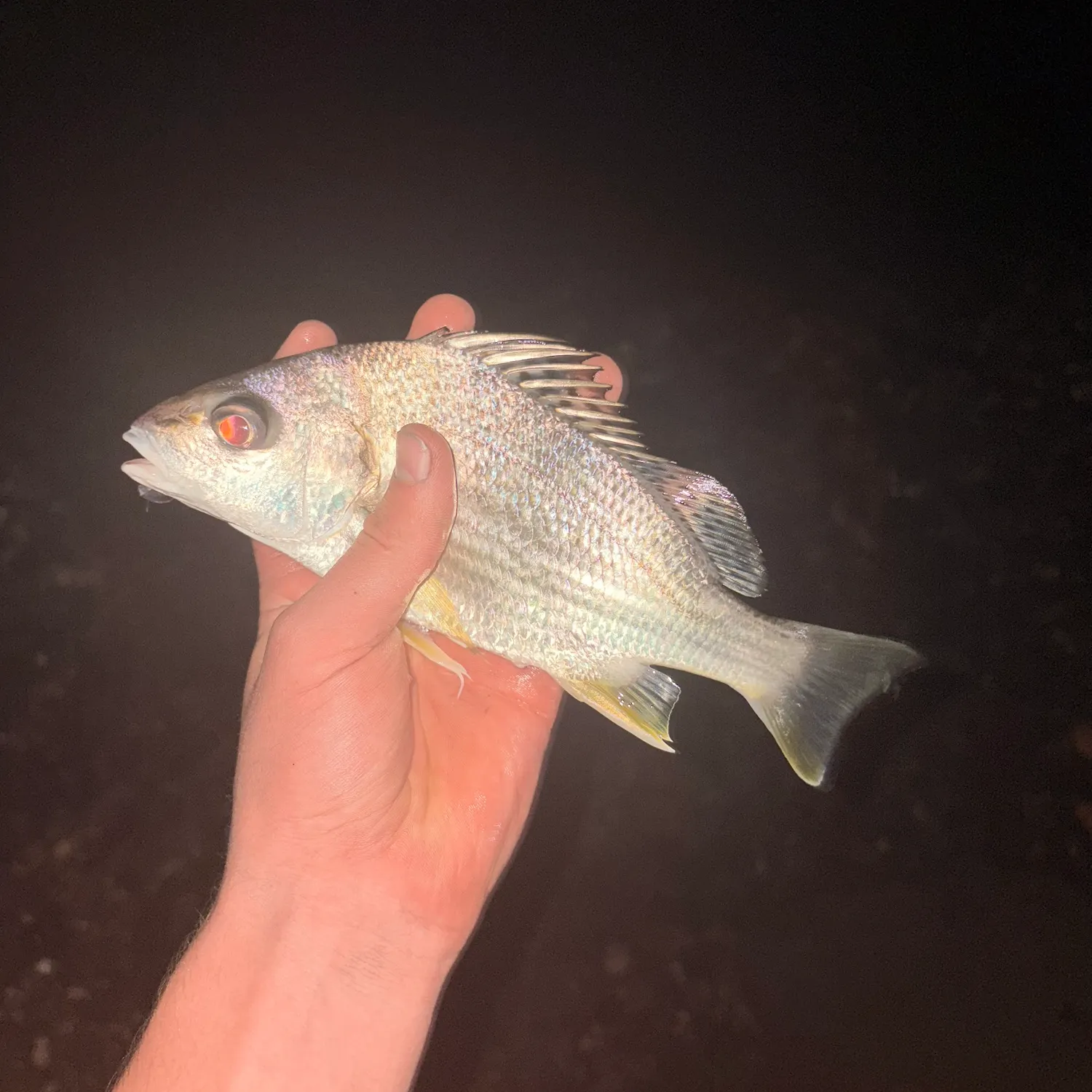 The most recent Javelin grunter catches on Fishbrain