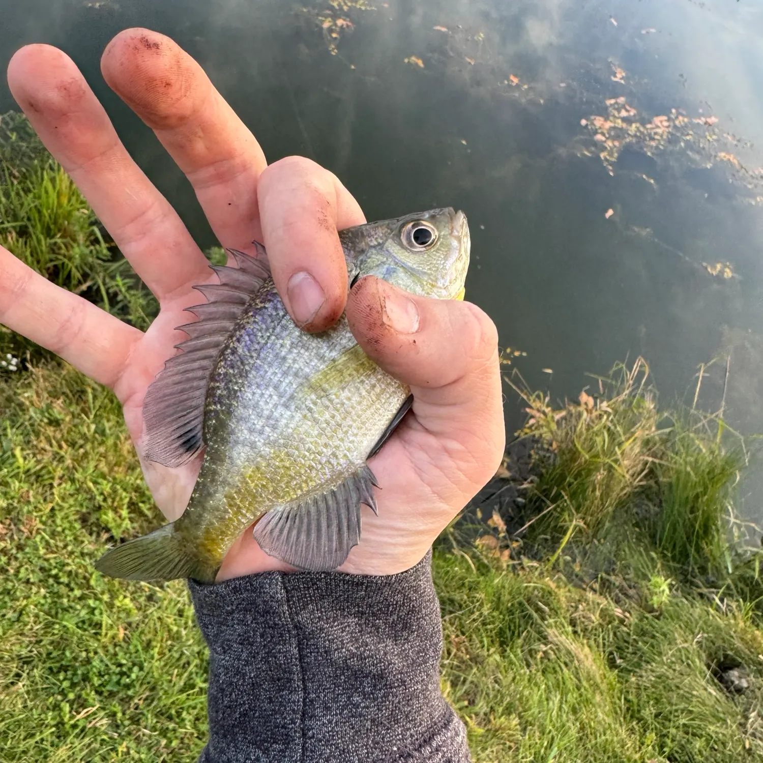 Bluegill caught on Fishbrain