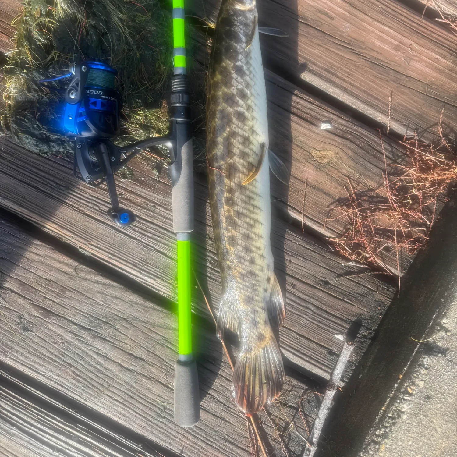 The most recent Spotted gar catches on Fishbrain