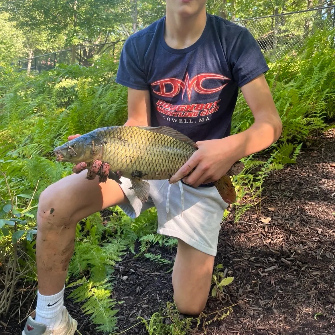 Common carp caught on Fishbrain
