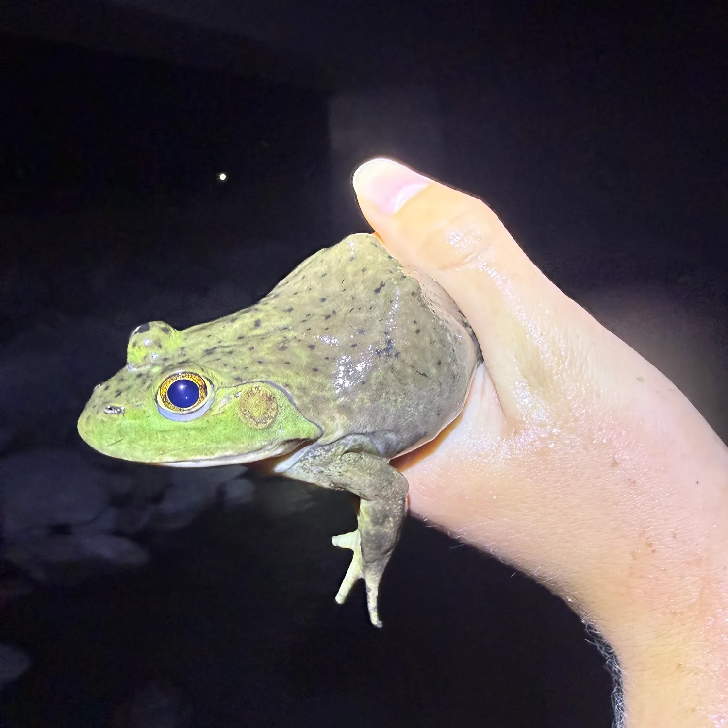The most recent American bullfrog catches on Fishbrain