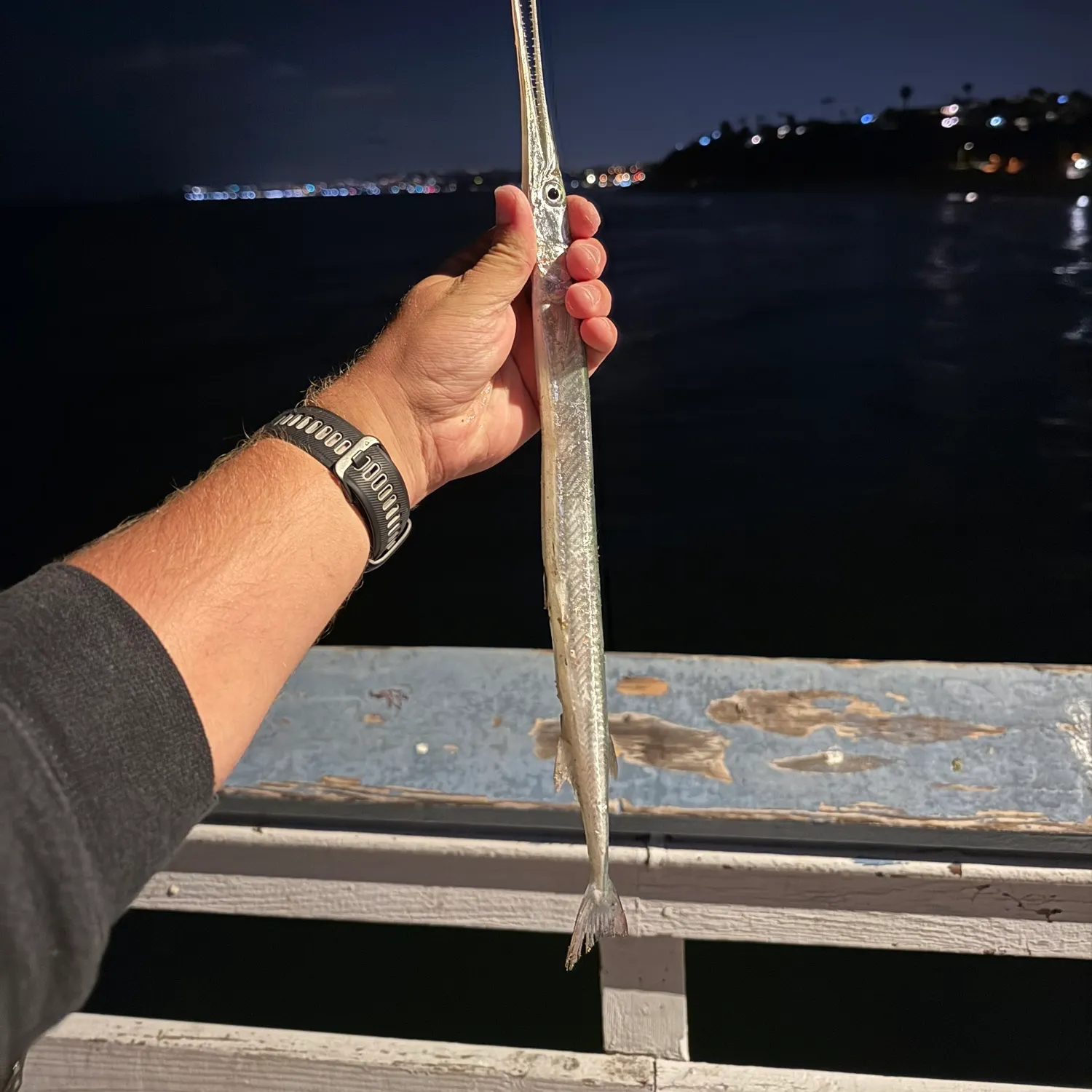 The most recent California needlefish catches on Fishbrain