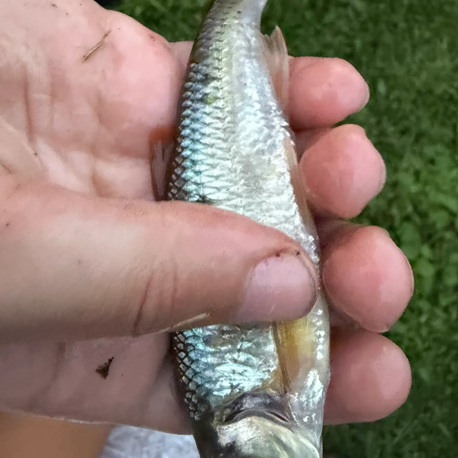Striped shiner caught on Fishbrain