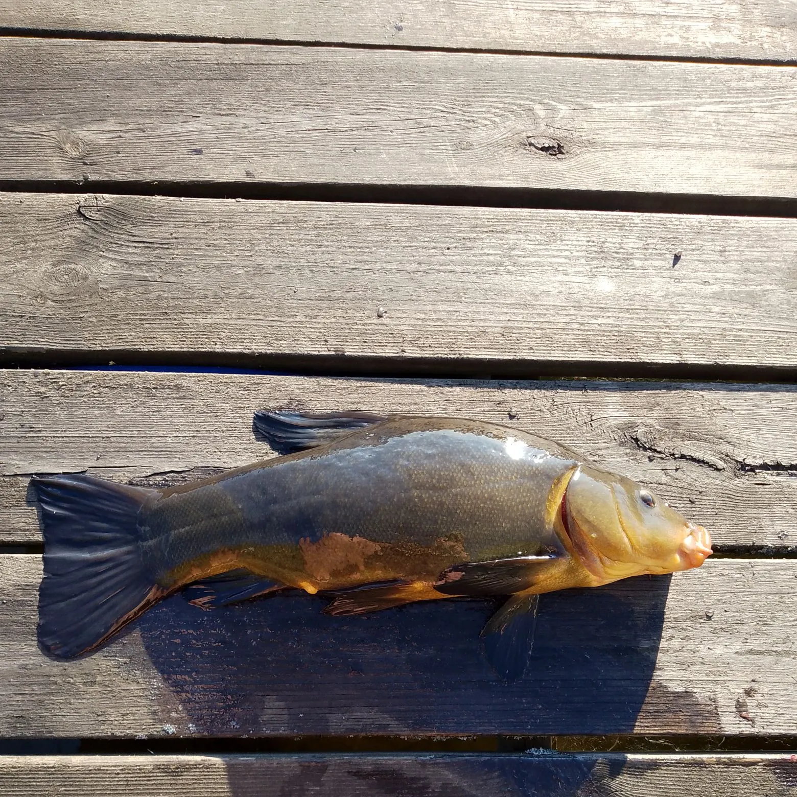 recently logged catches
