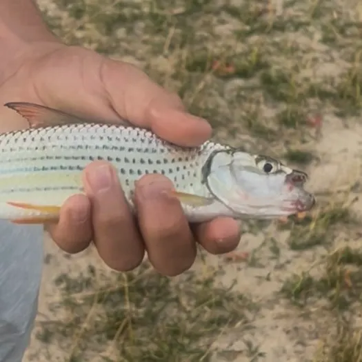 The most recent African tigerfish catches on Fishbrain