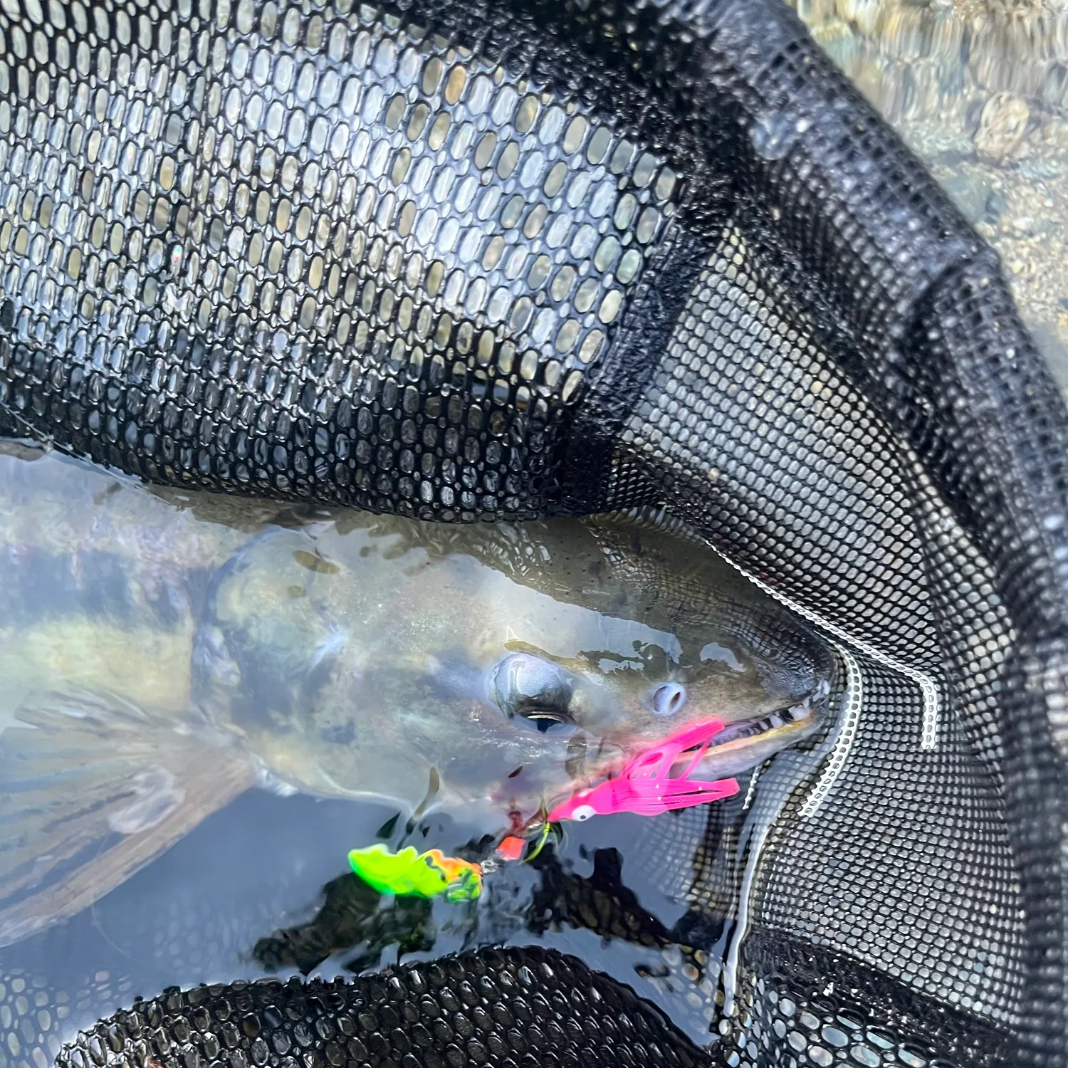 Chum salmon caught on Fishbrain