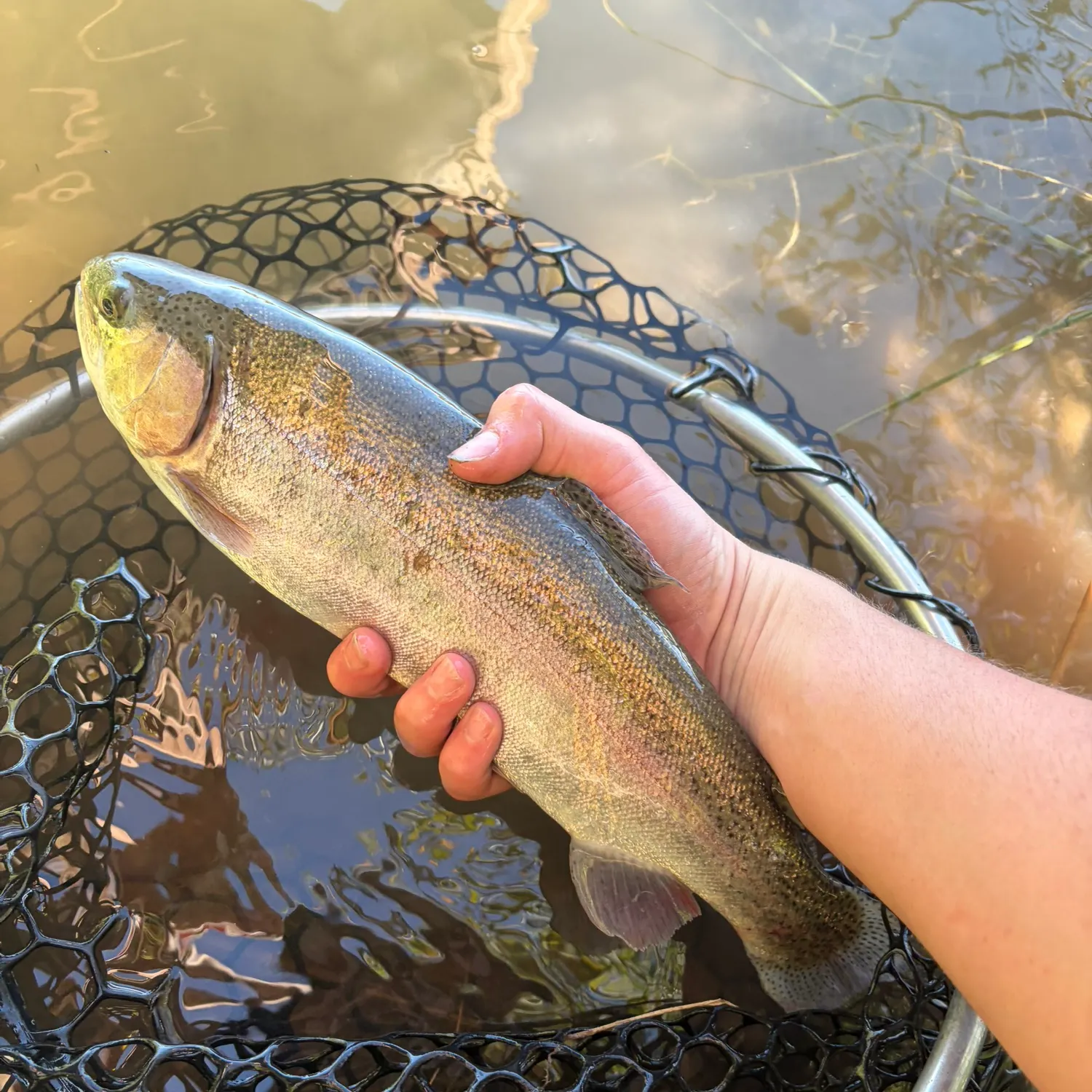 Rainbow trout caught on Fishbrain