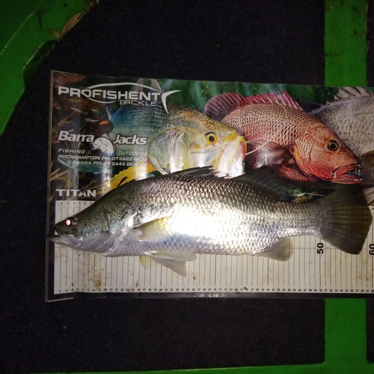 The most recent Barramundi catches on Fishbrain