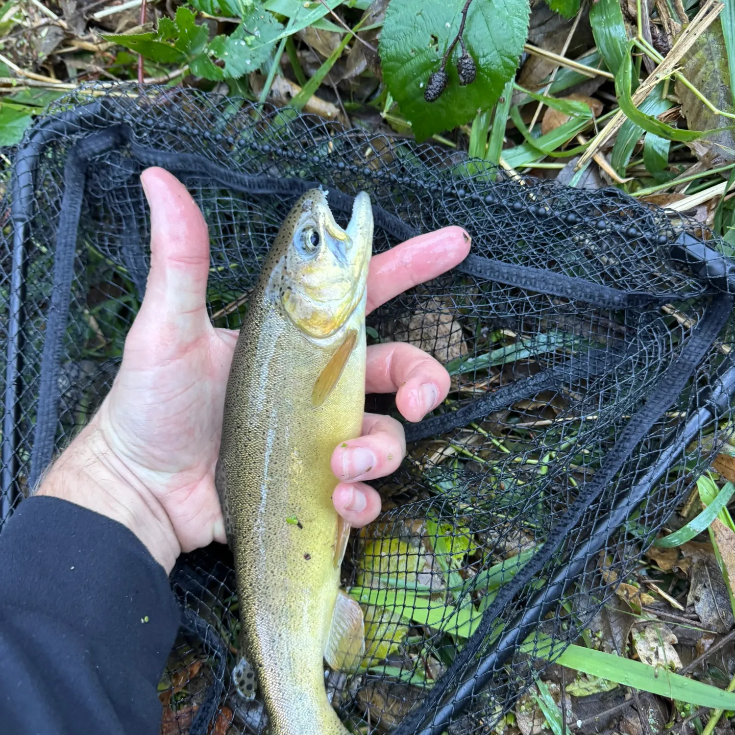 The most recent Gila trout catches on Fishbrain