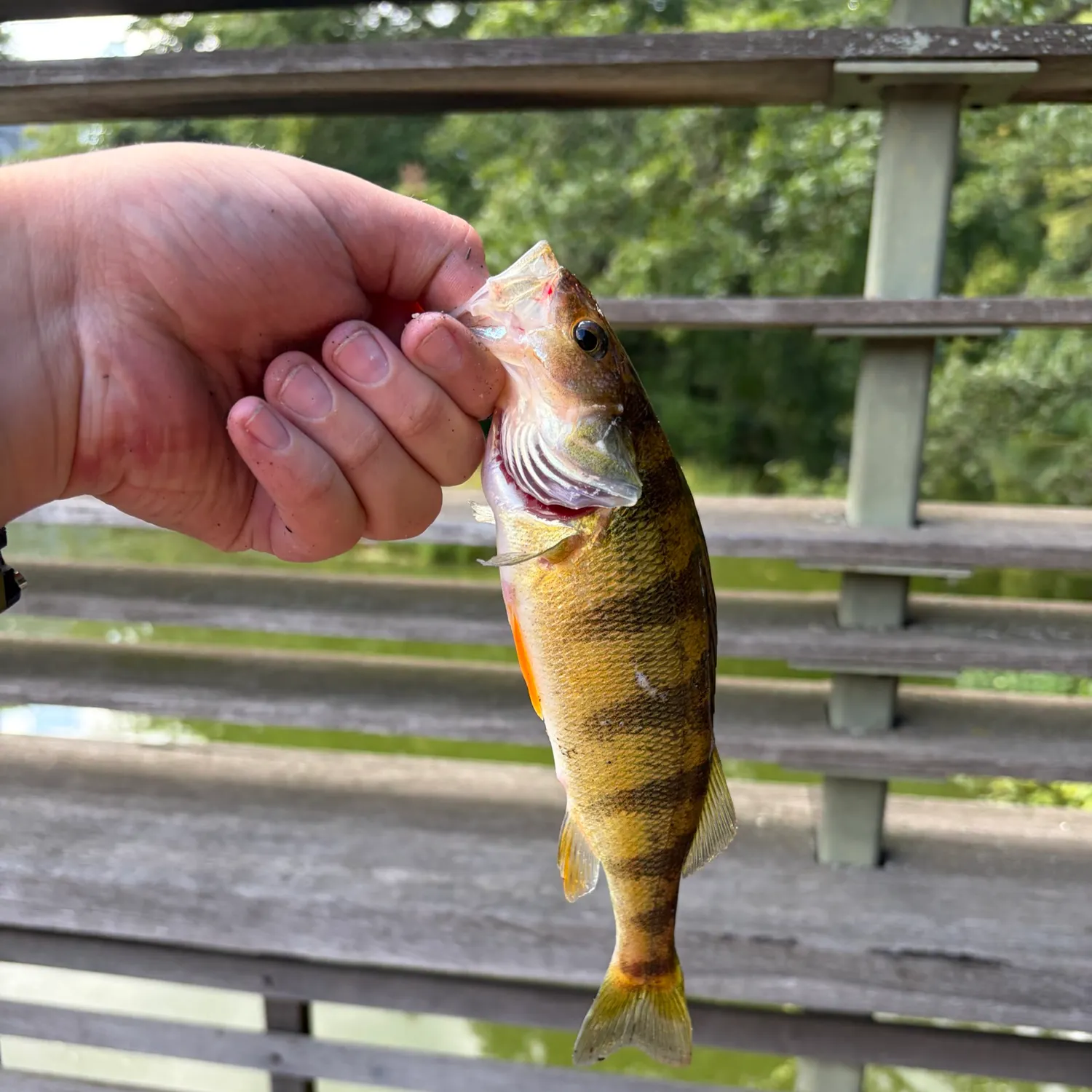 Yellow perch caught on Fishbrain
