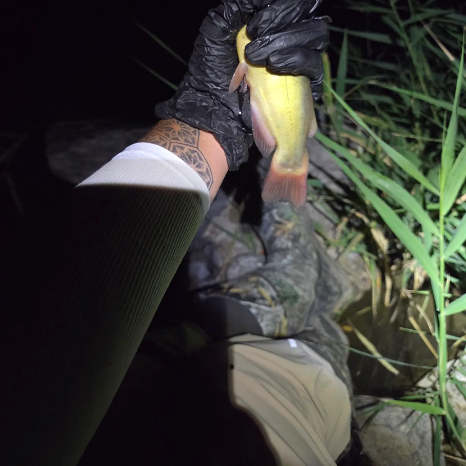 Black bullhead caught on Fishbrain