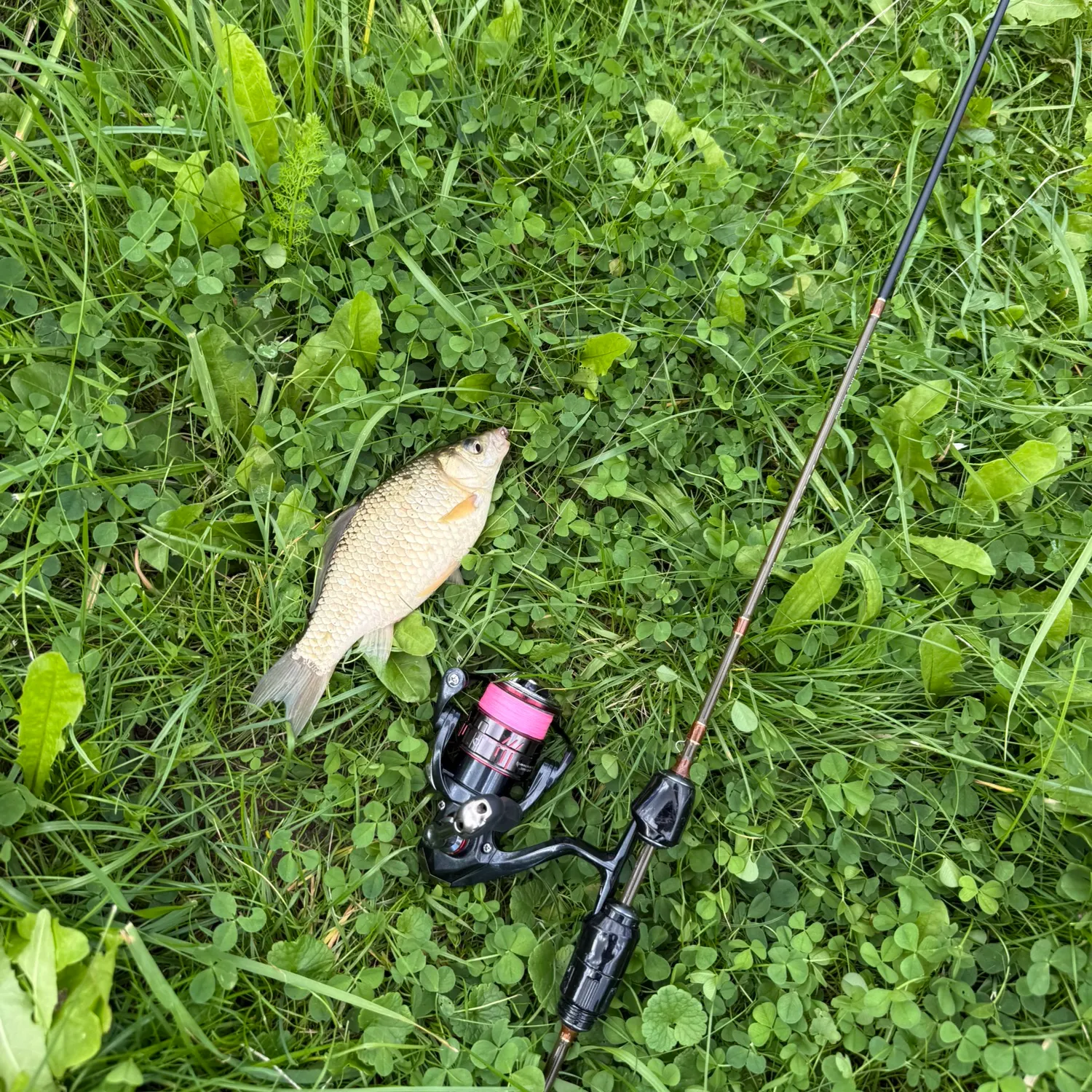 Crucian carp caught on Fishbrain
