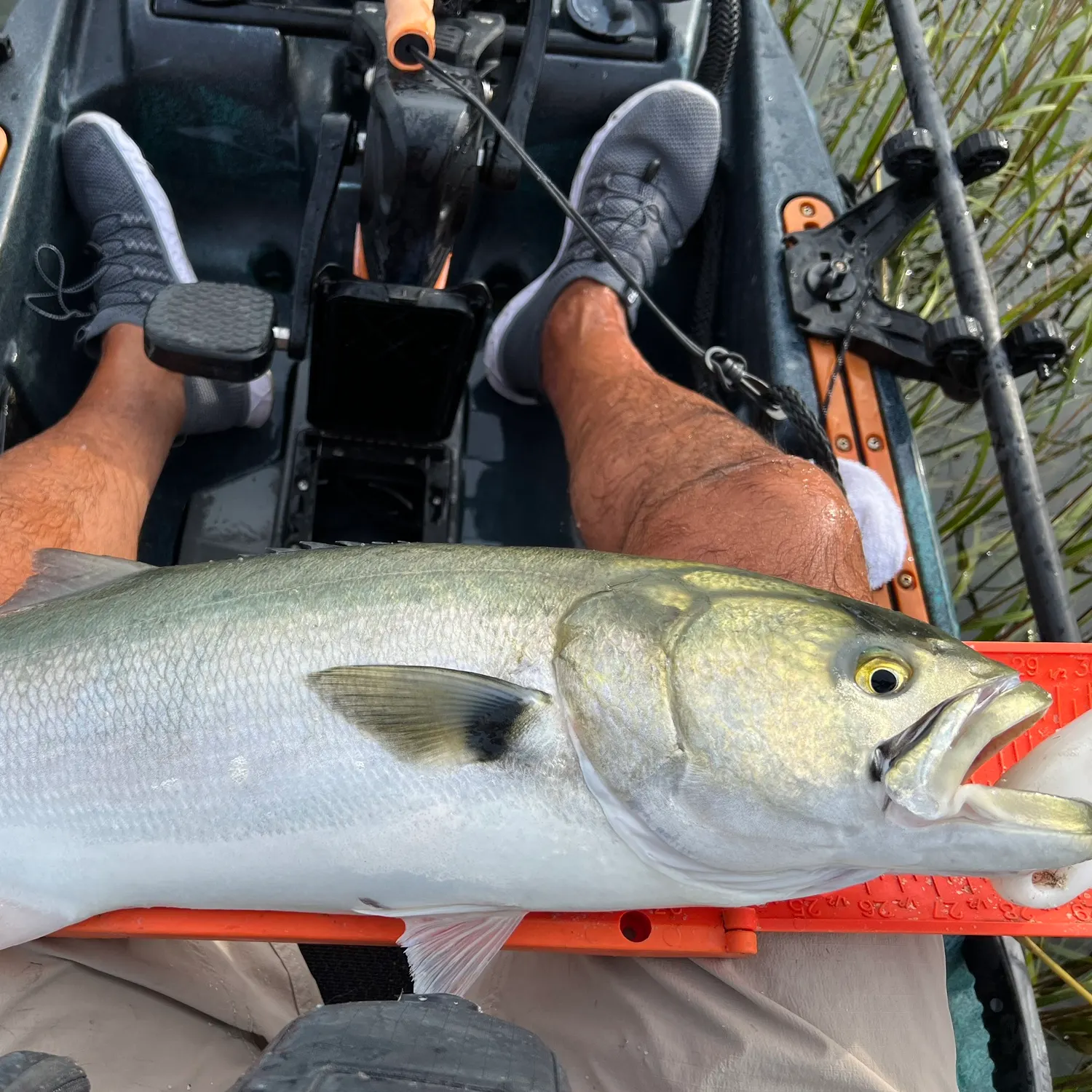 The most recent Bluefish catches on Fishbrain