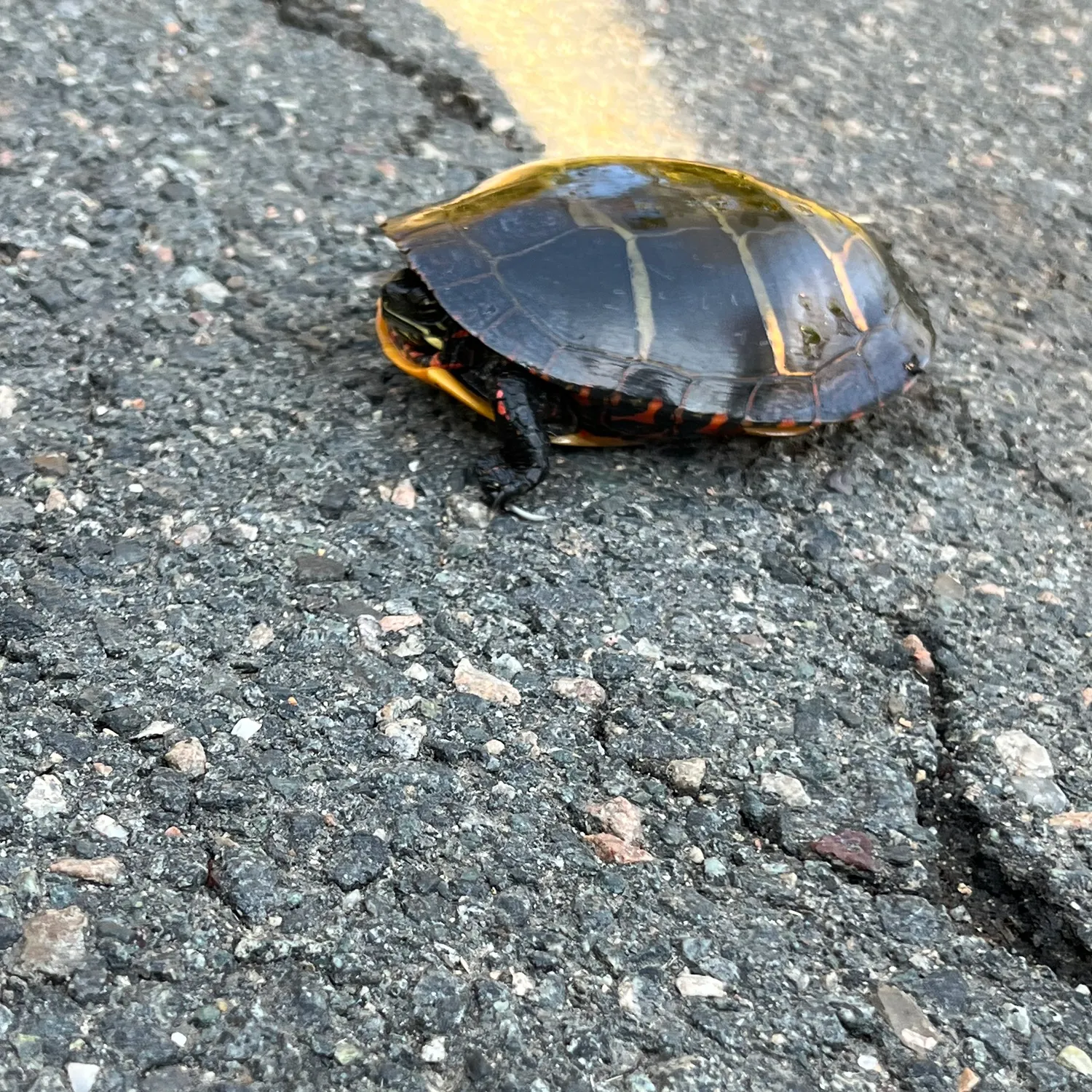 Painted turtle caught on Fishbrain