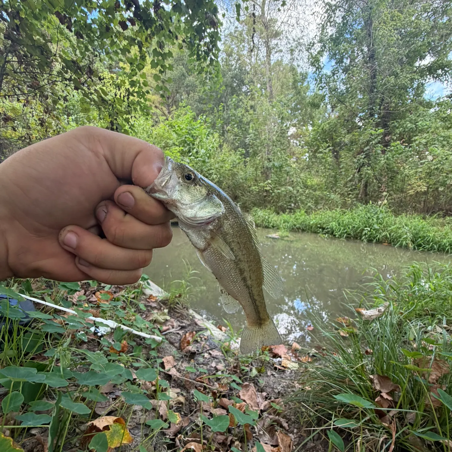 Spotted bass caught on Fishbrain