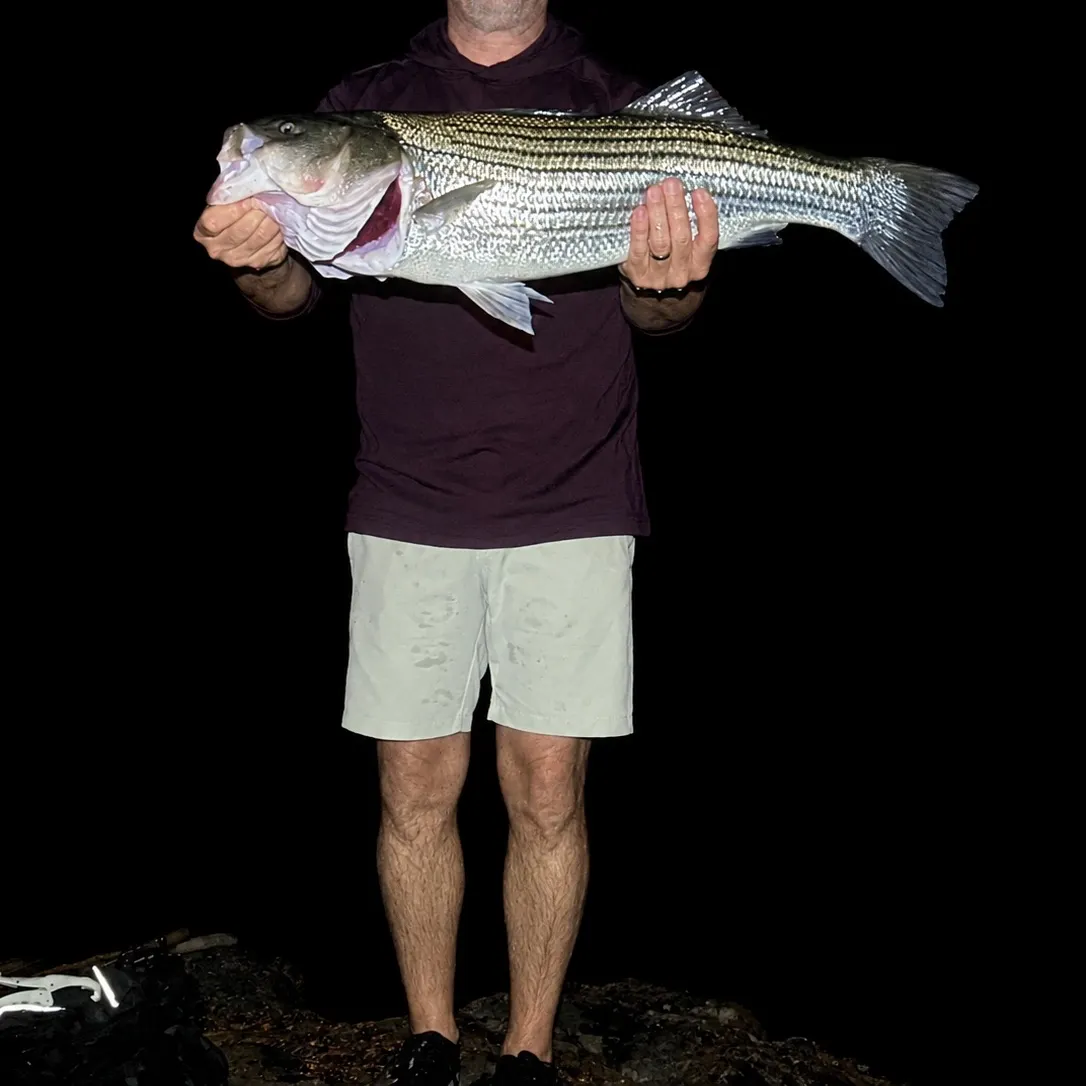 Striped bass caught on Fishbrain