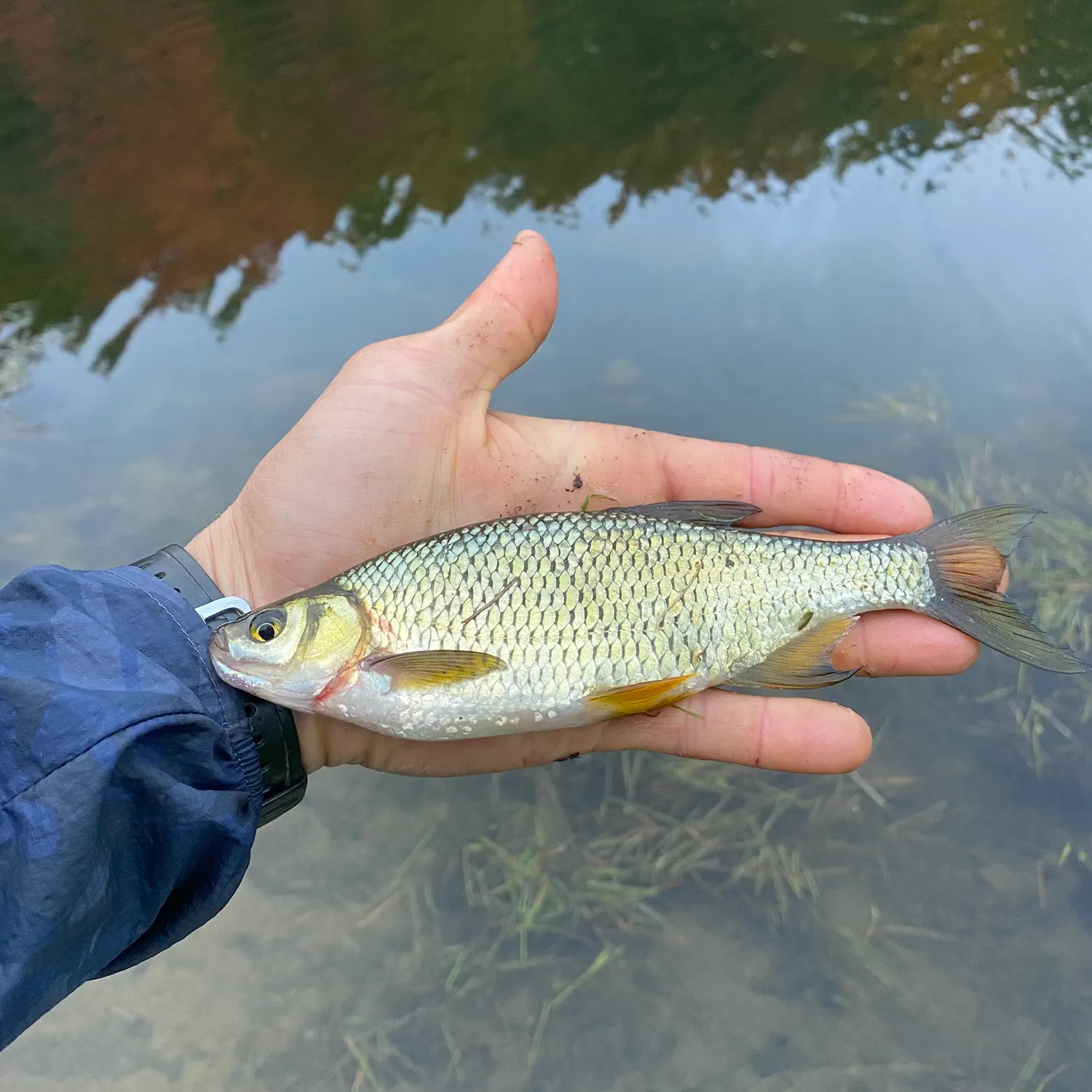 Golden shiner caught on Fishbrain