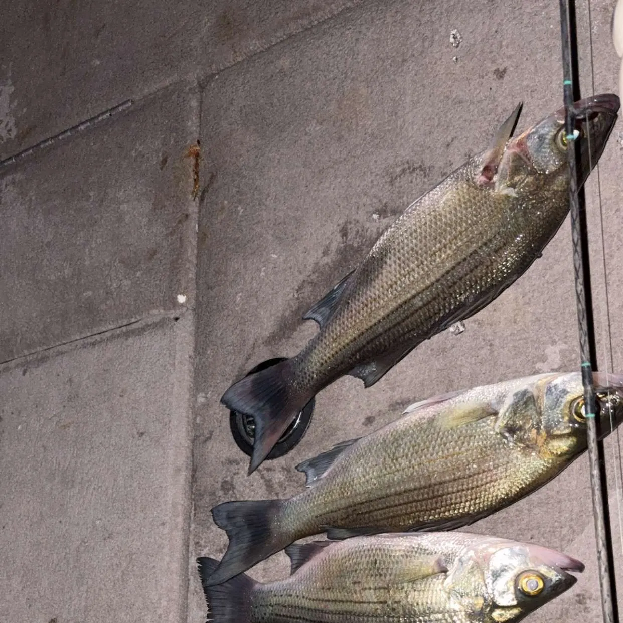 recently logged catches
