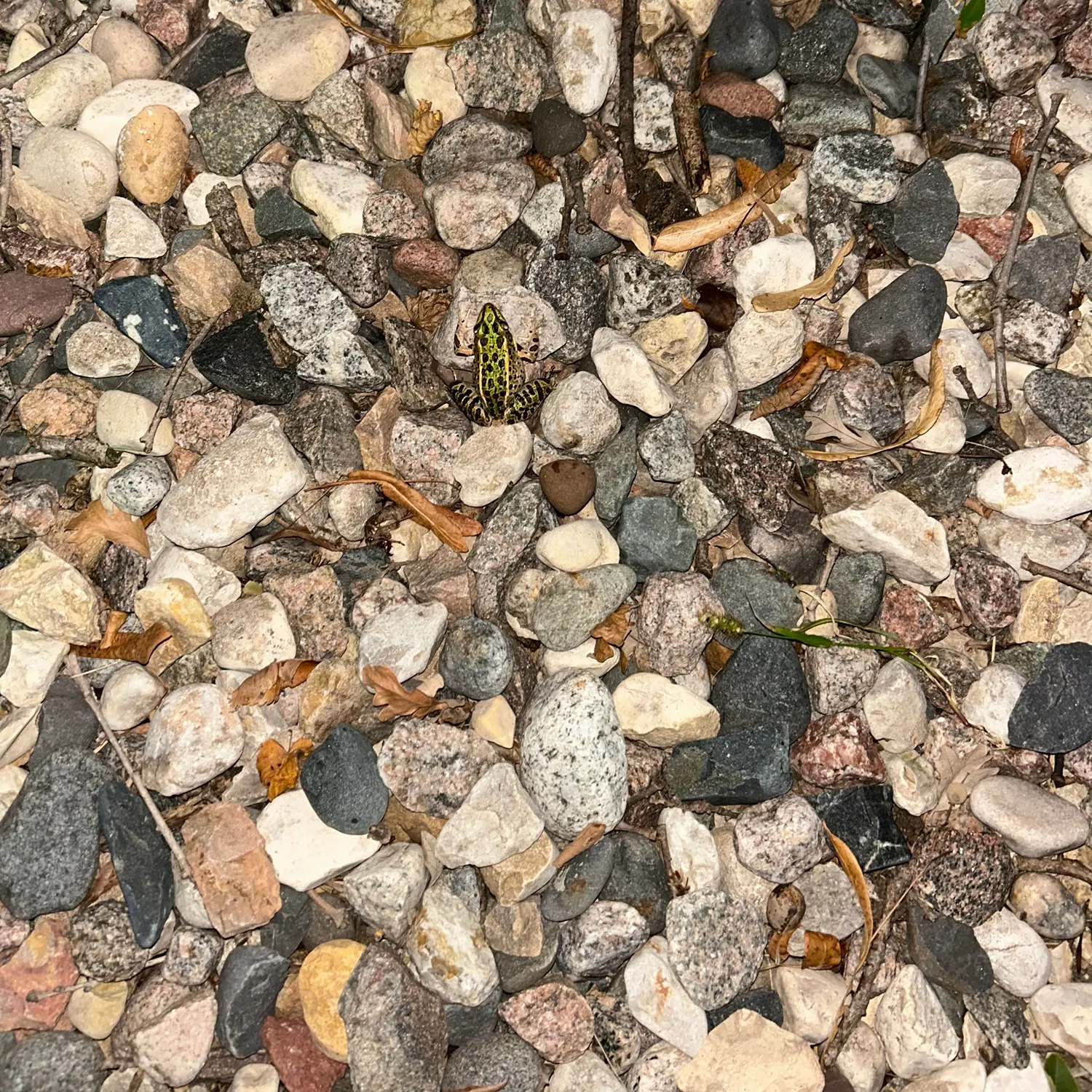 The most recent Northern leopard frog catches on Fishbrain