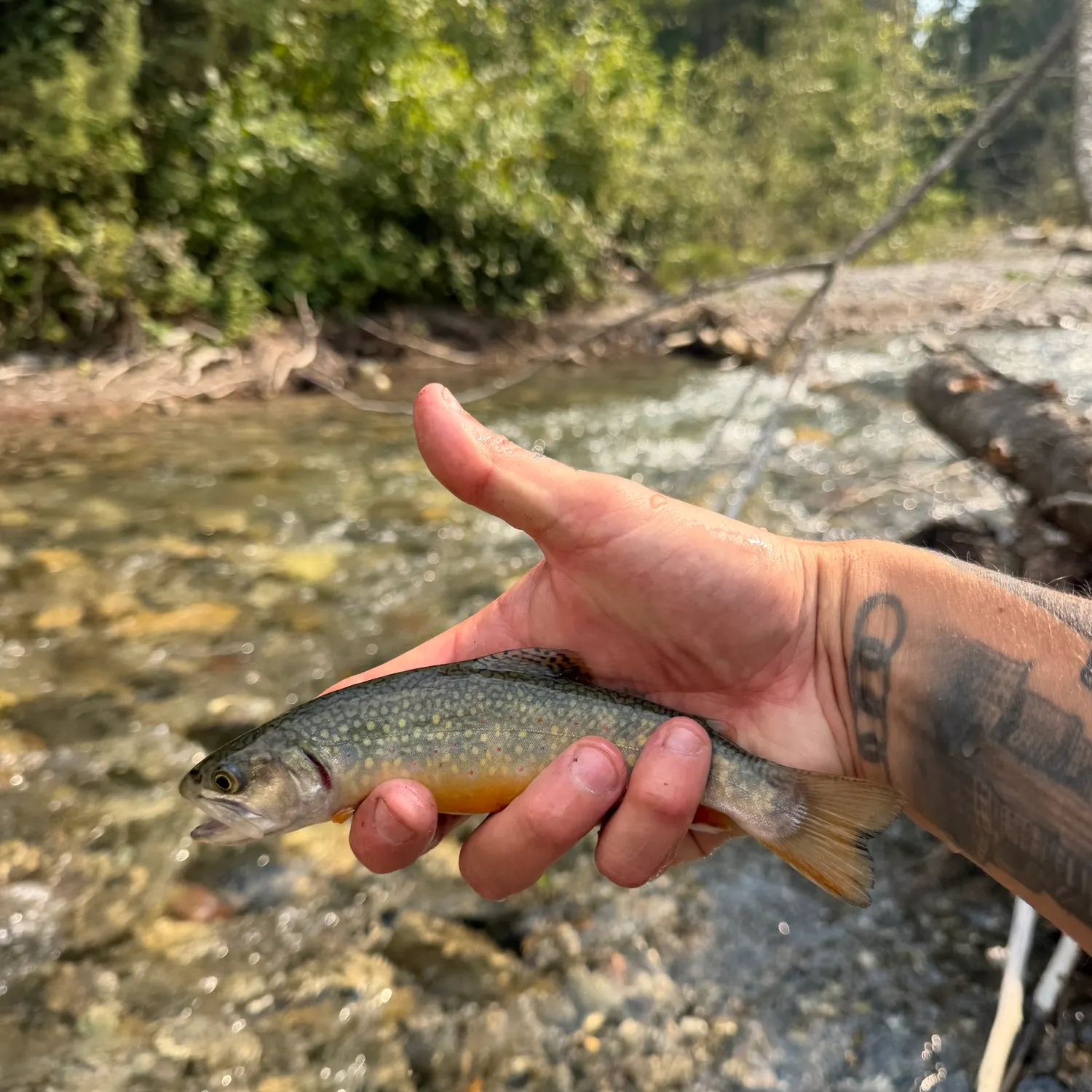 Brook trout caught on Fishbrain
