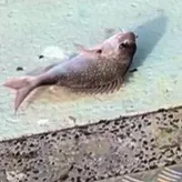 Australasian snapper caught on Fishbrain