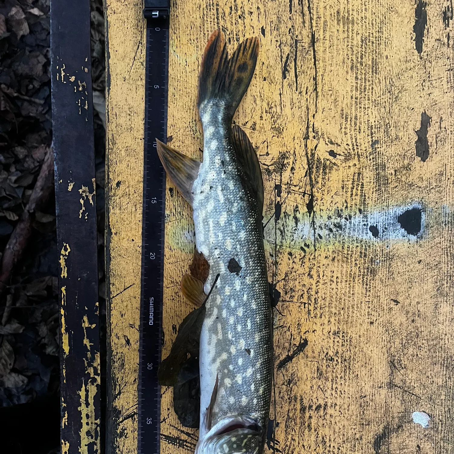 recently logged catches