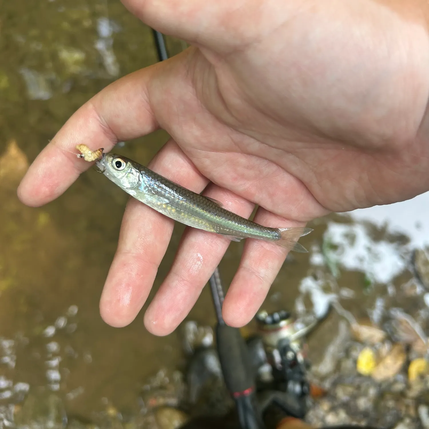 The most recent Emerald shiner catches on Fishbrain