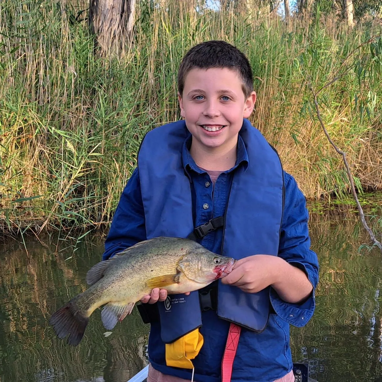 Golden perch caught on Fishbrain