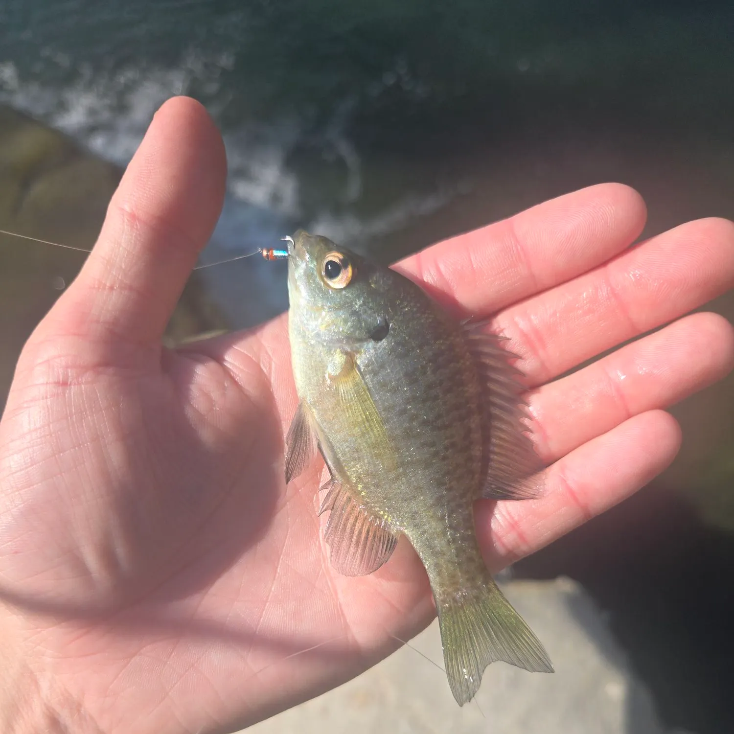 Bluegill caught on Fishbrain