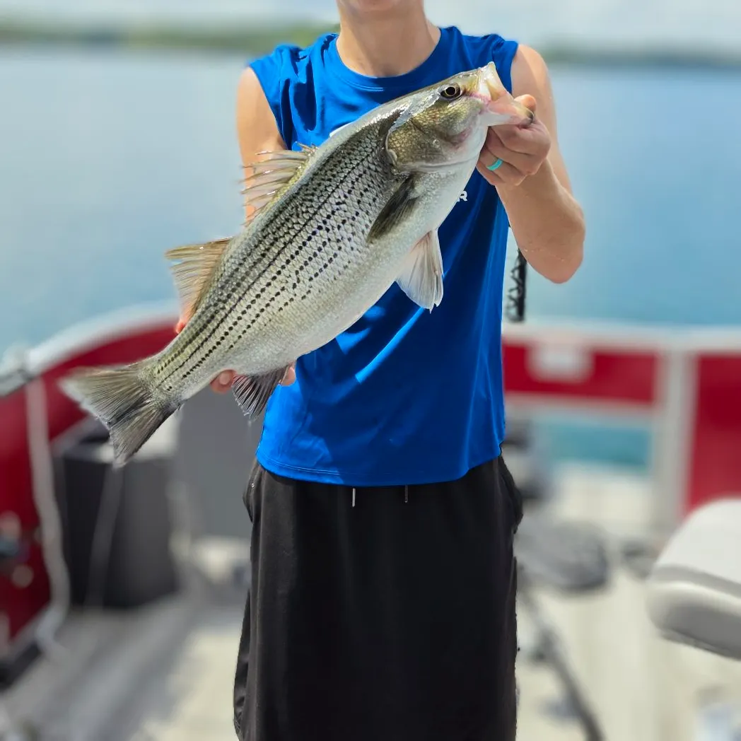 Wiper caught on Fishbrain