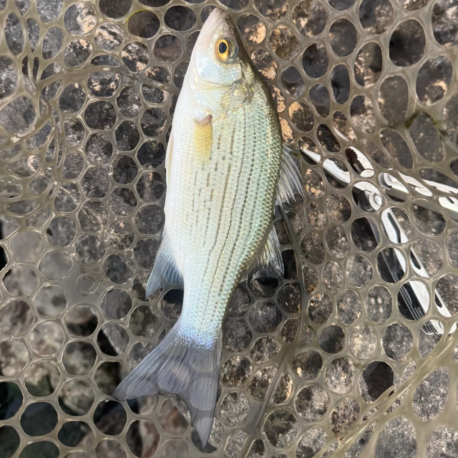 White bass caught on Fishbrain