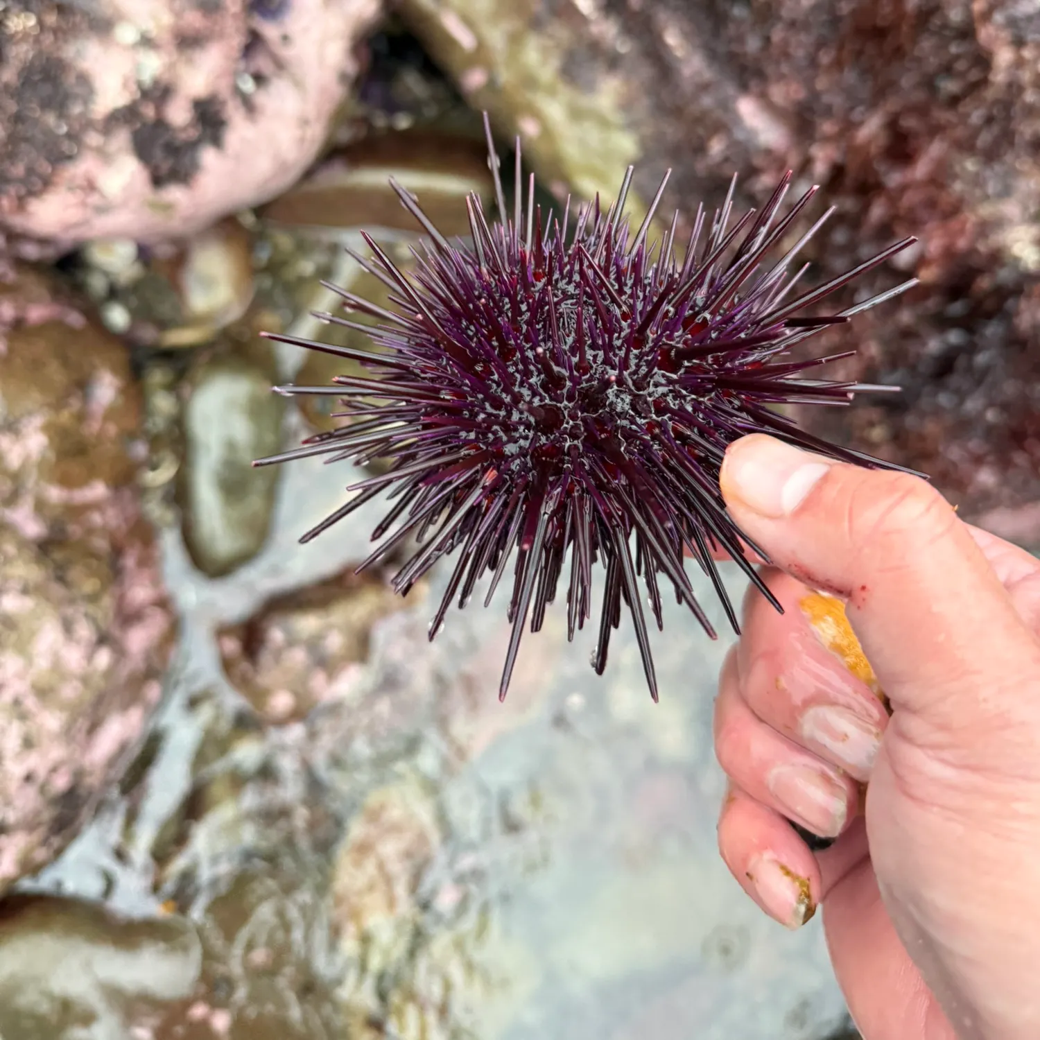 The most recent Alaskan king crab catches on Fishbrain