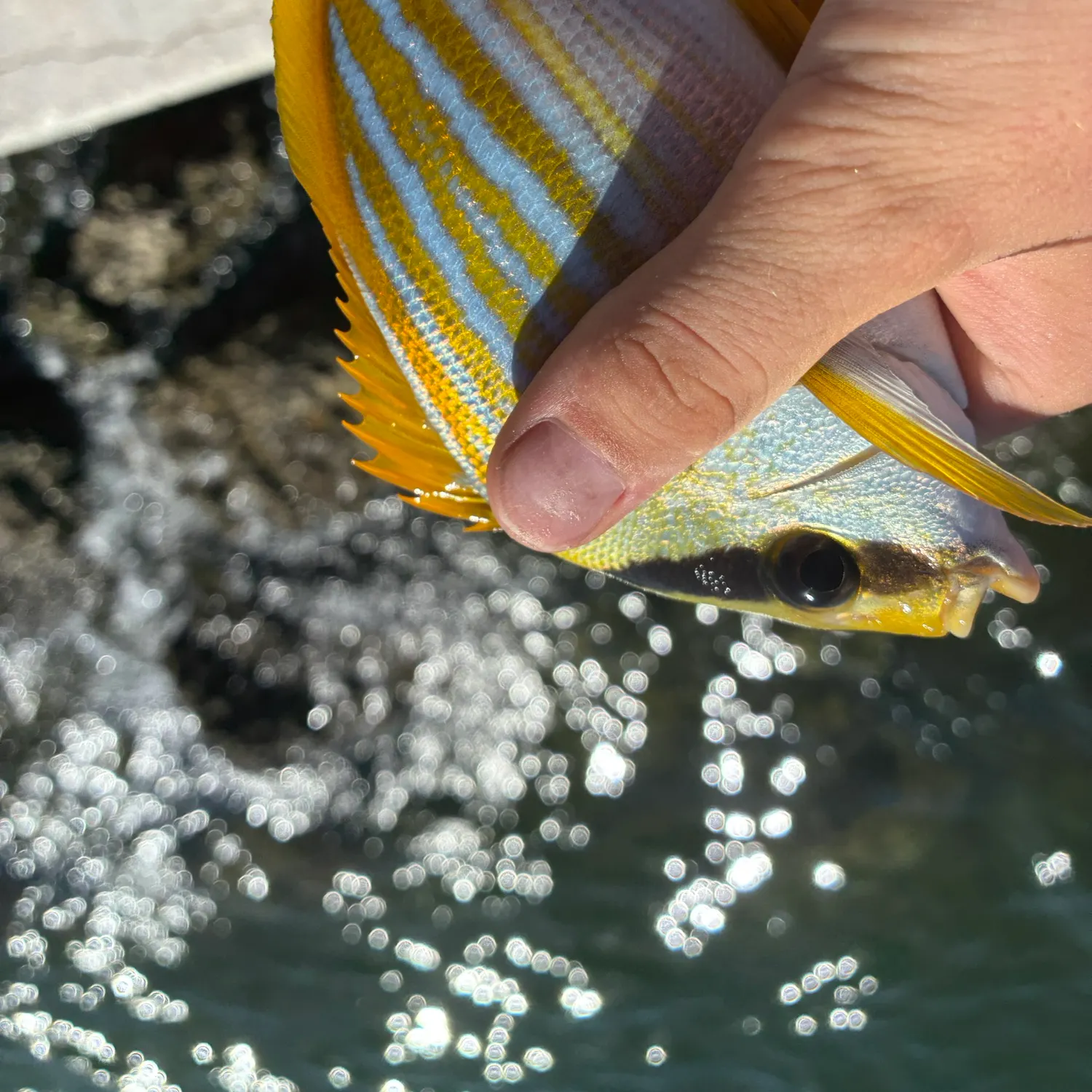The most recent Atlantic porkfish catches on Fishbrain