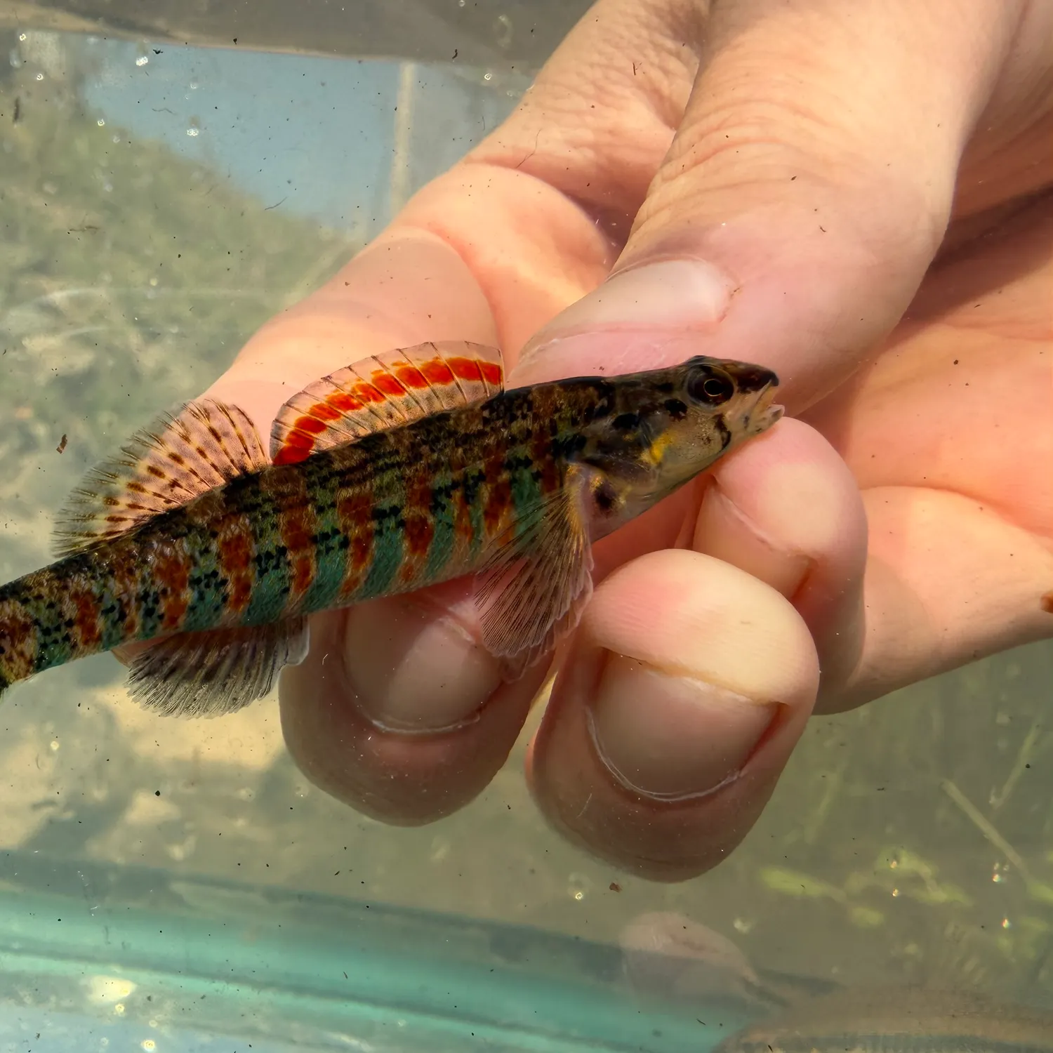 The most recent Christmas wrasse catches on Fishbrain