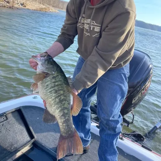 Smallmouth bass caught on Fishbrain