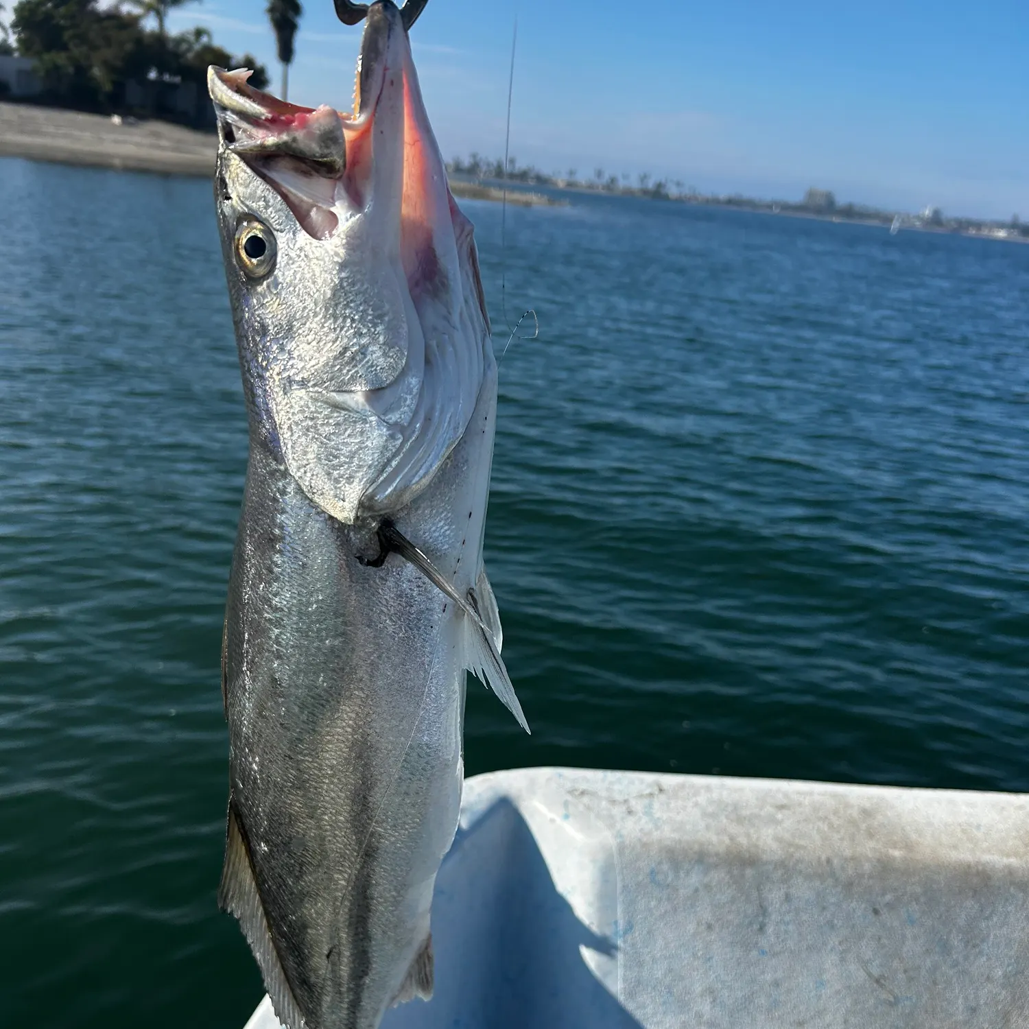 The most recent Shortfin corvina catches on Fishbrain