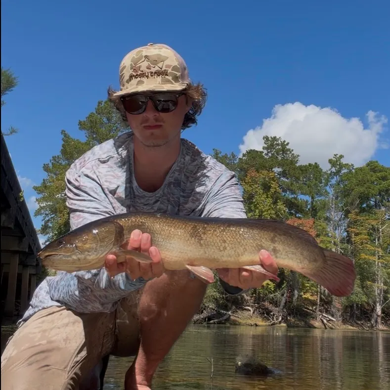 Ruddy bowfin caught on Fishbrain