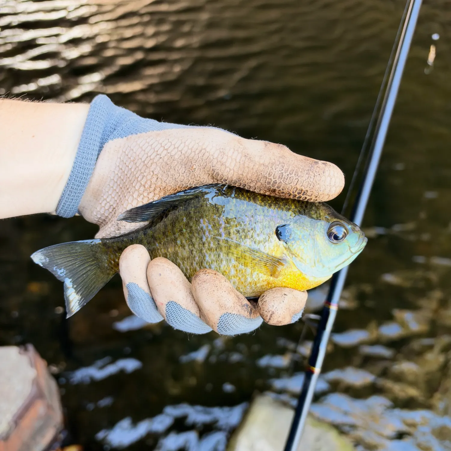 Bluegill caught on Fishbrain