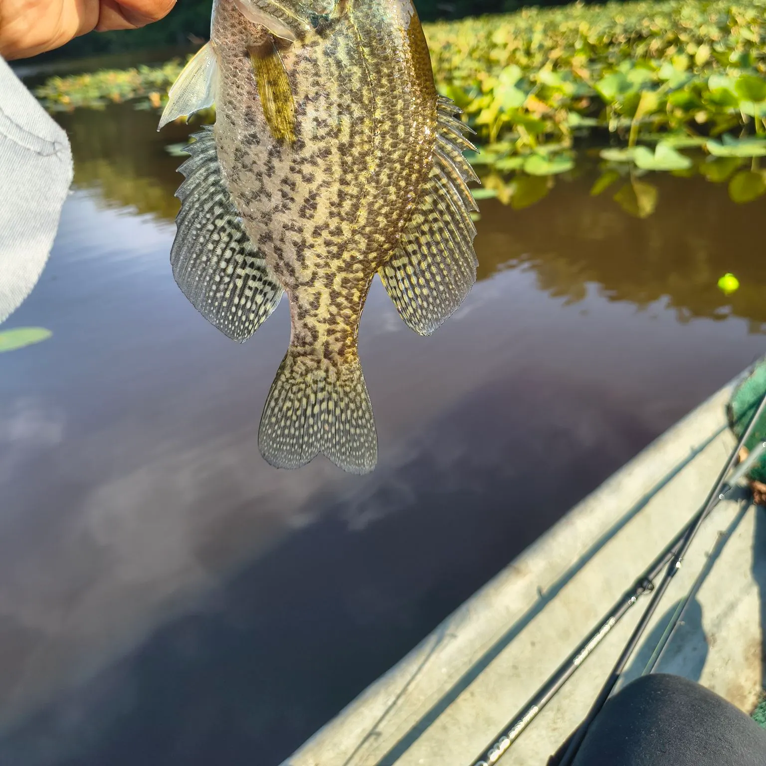 Black crappie caught on Fishbrain