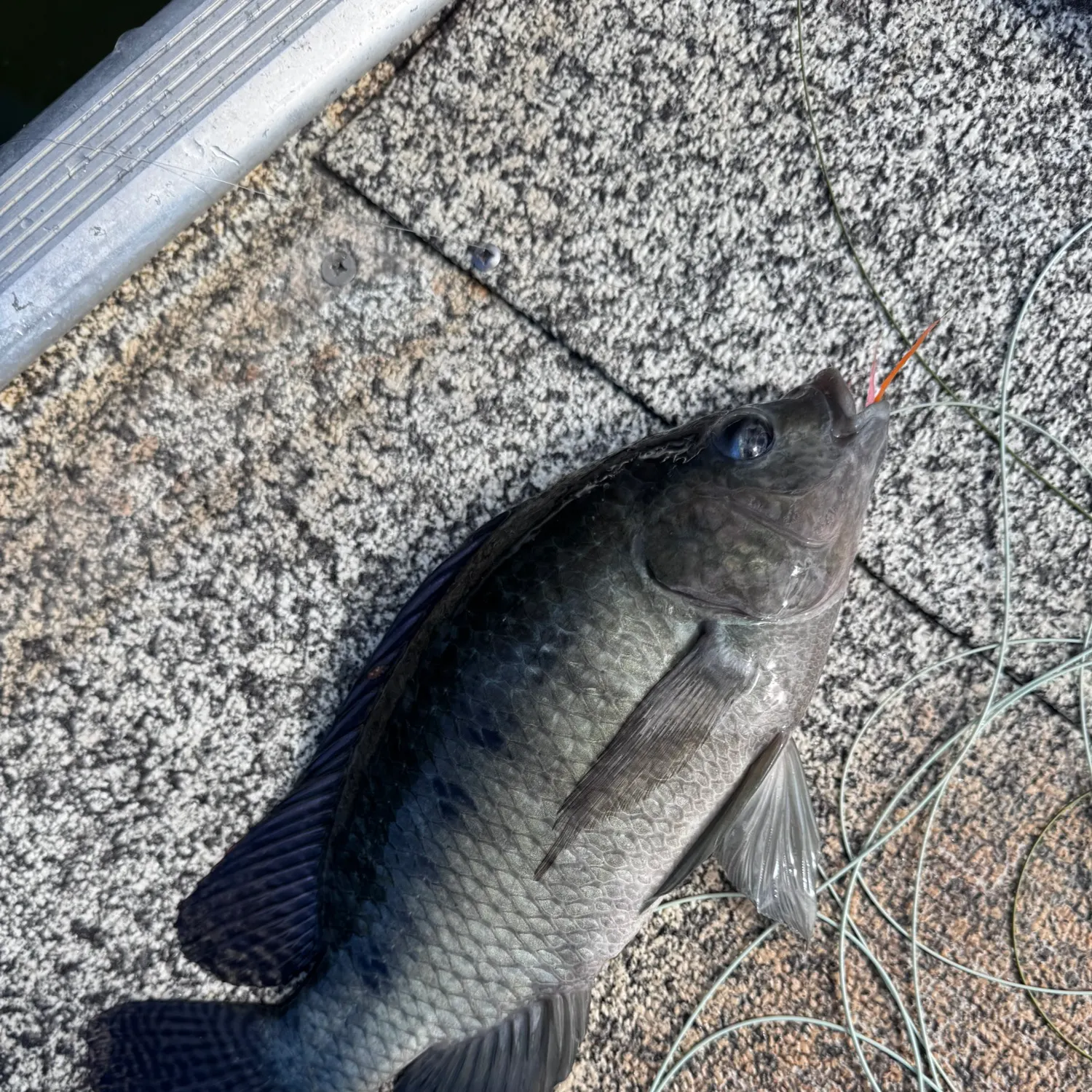 The most recent Mozambique tilapia catches on Fishbrain
