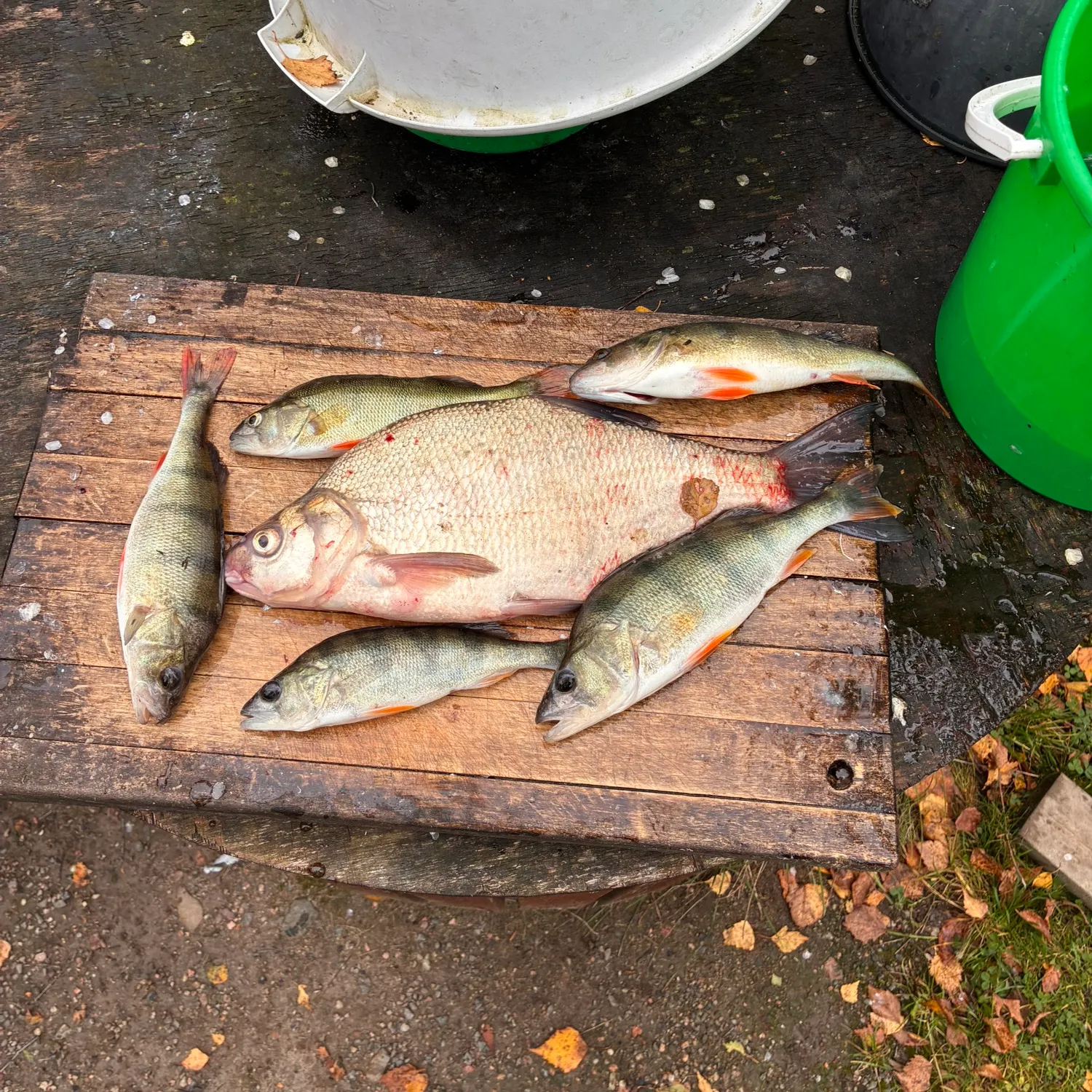 Fish caught on Fishbrain