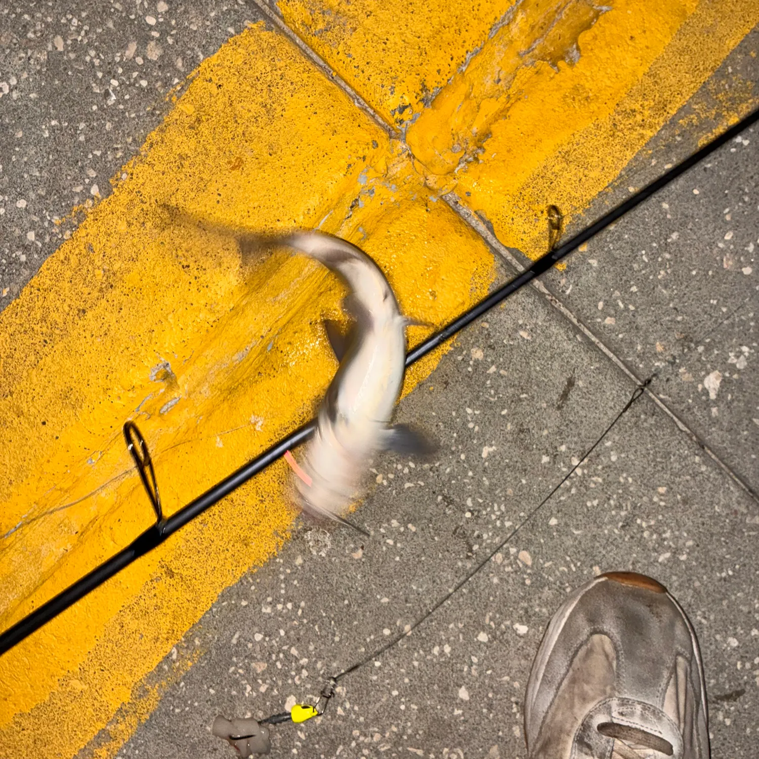 Gafftopsail sea catfish caught on Fishbrain