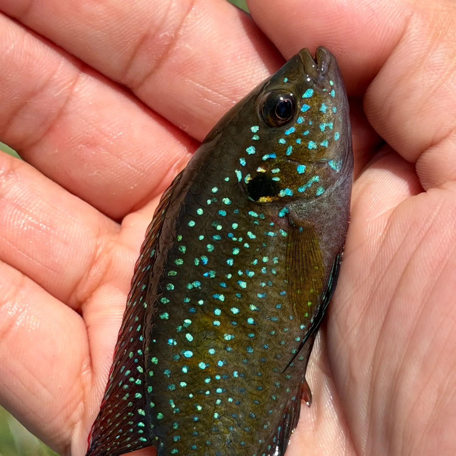 The most recent Yellowbelly cichlid catches on Fishbrain