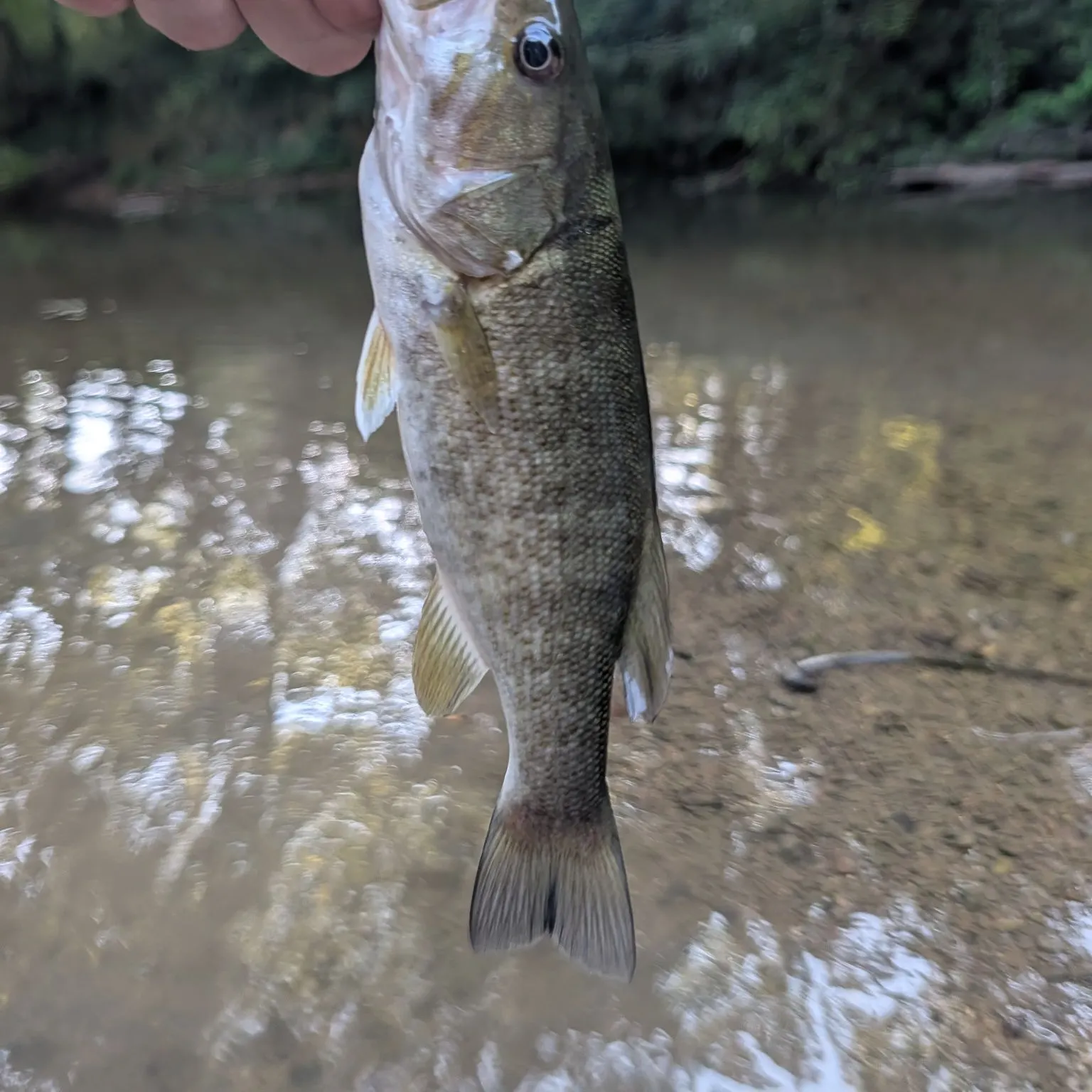 Smallmouth bass caught on Fishbrain